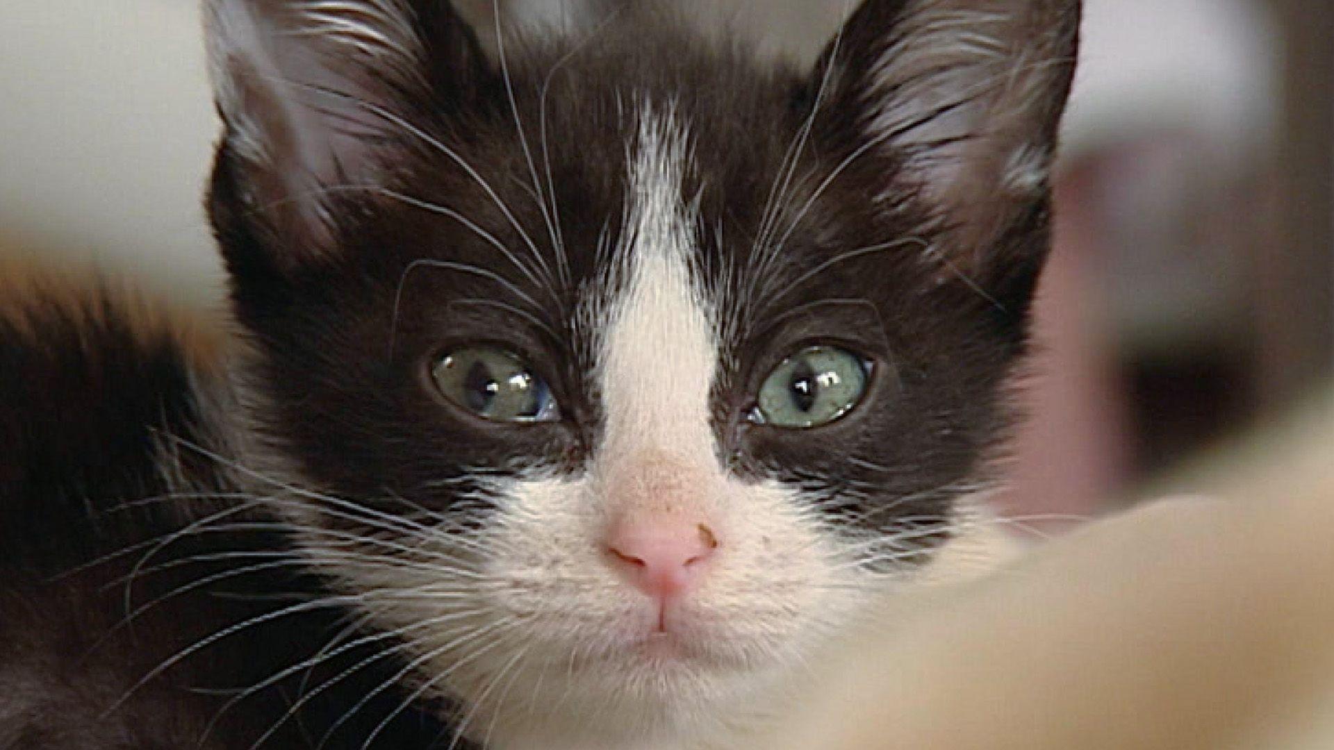 Katzenwaisen suchen neues Zuhause