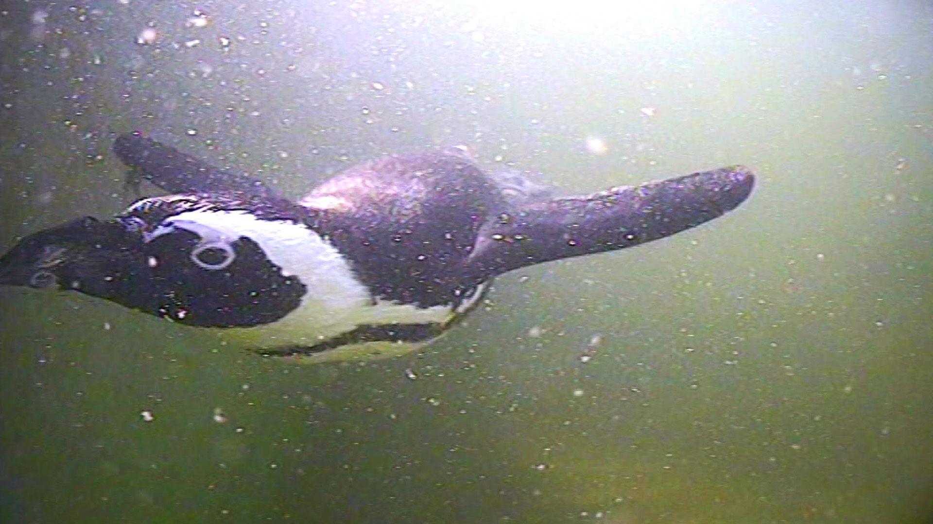 Pinguin im Badesee