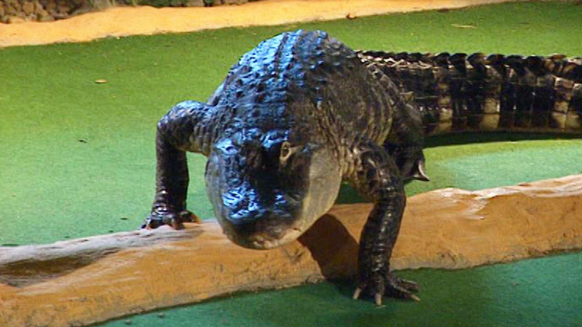 Riesenalligator in der Waschküche