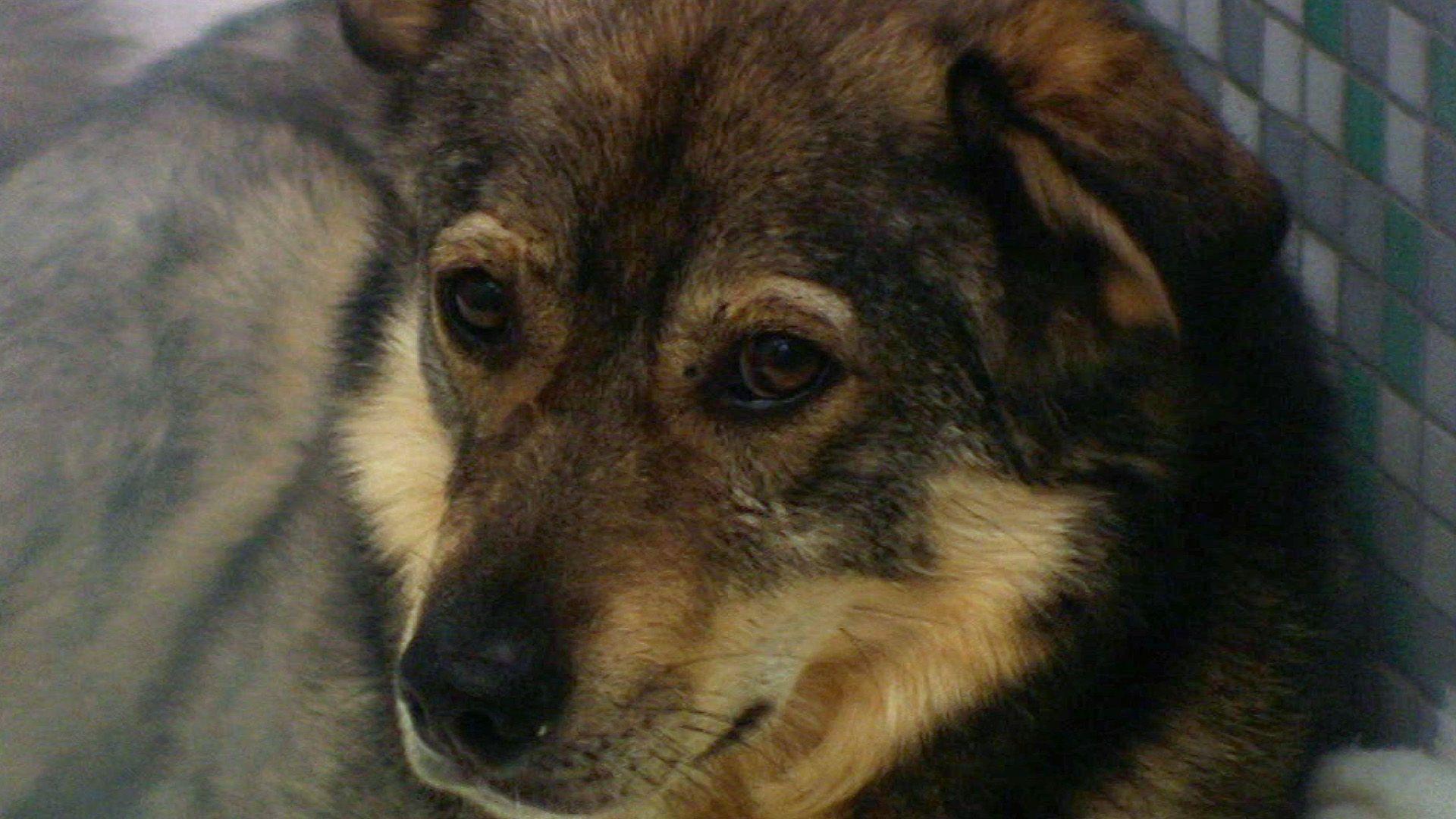 Rumänische Straßenhunde
