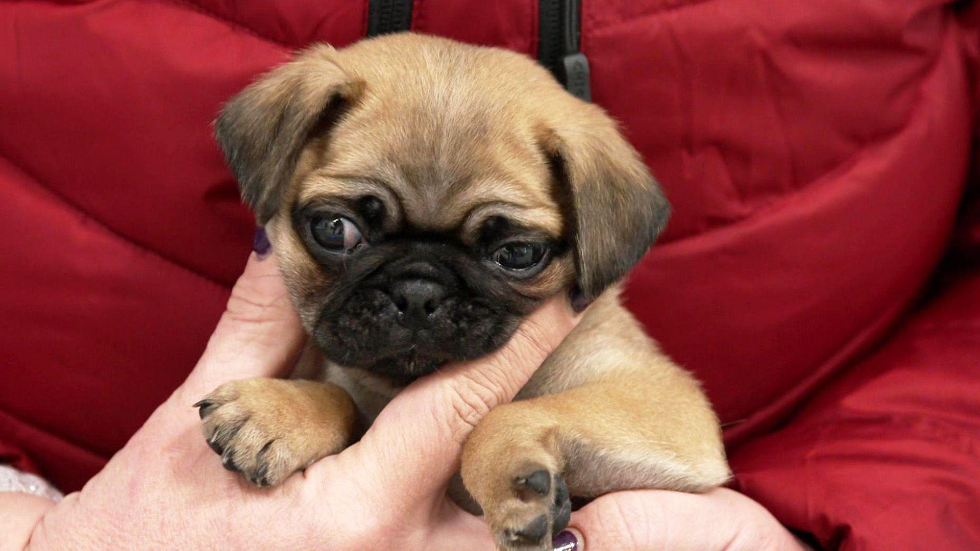 Mops Hugo hat sich das Hinterbein gebrochen