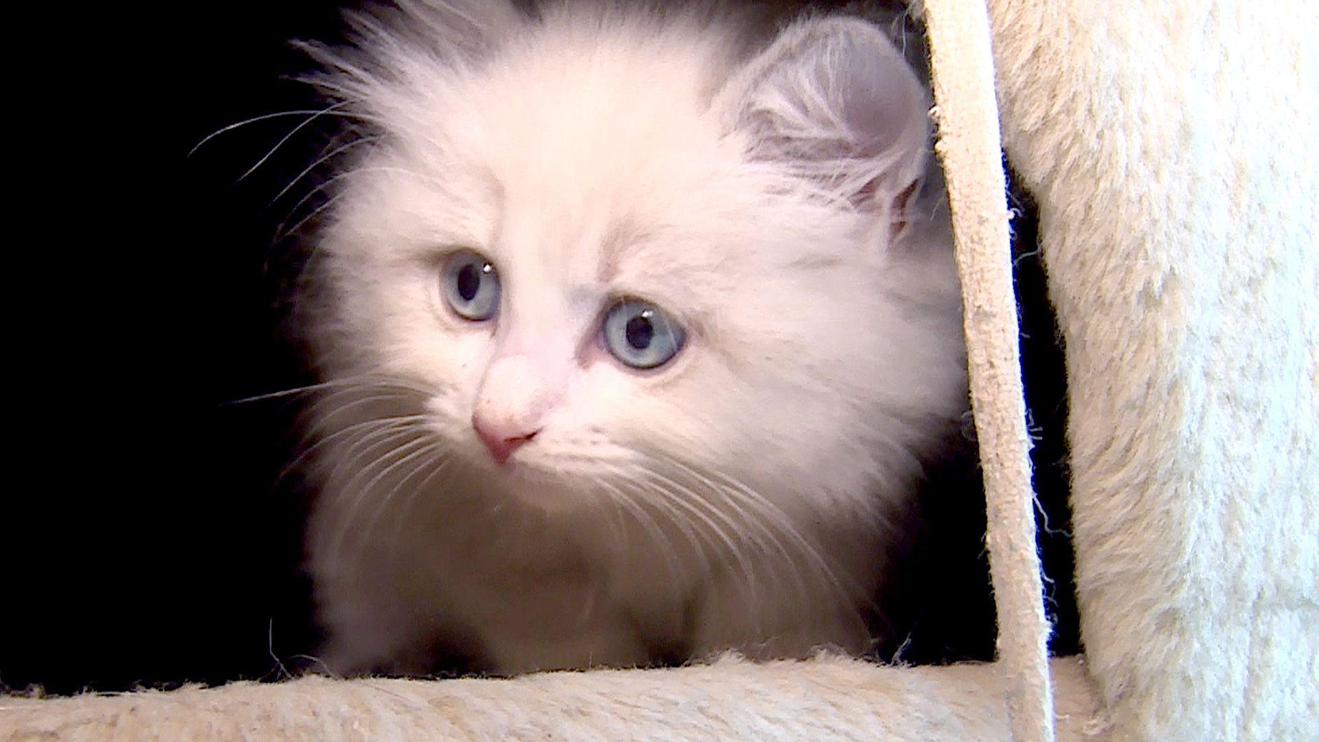 Thema heute u.a.: Ragdoll-Katze "Lucy"