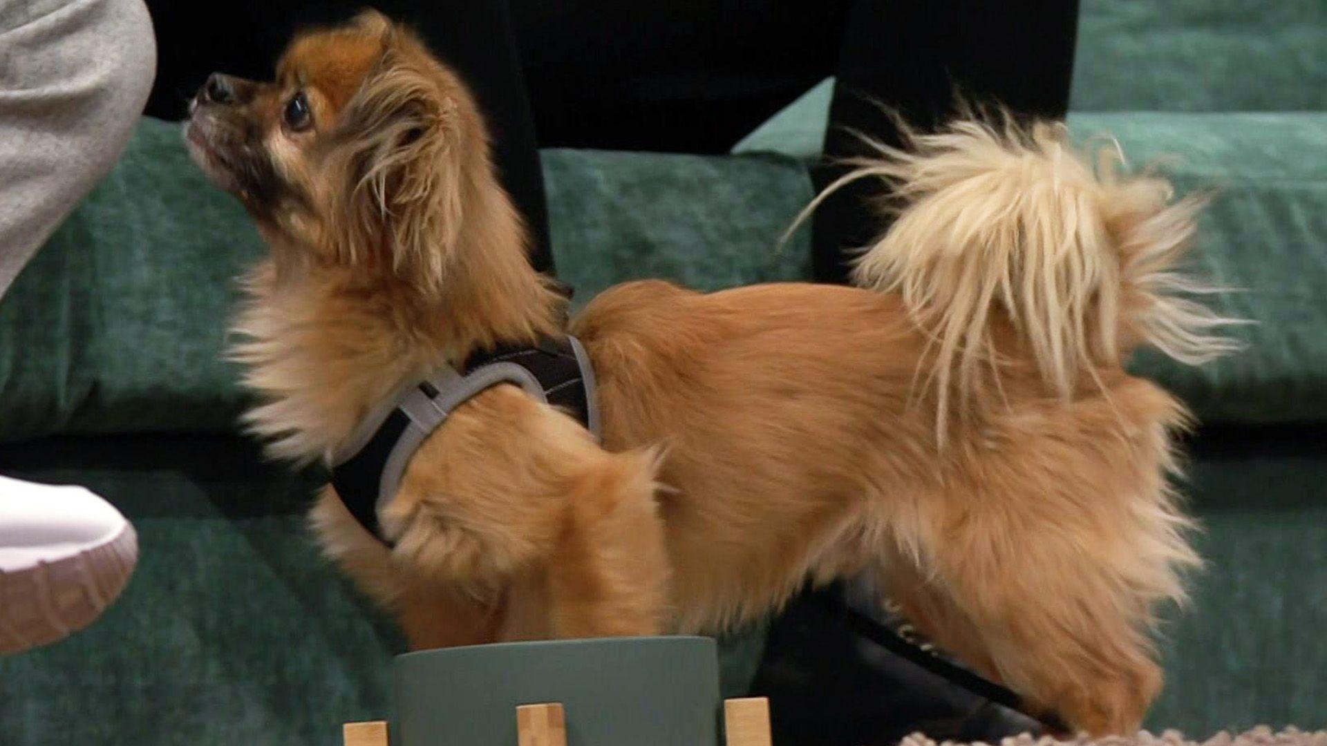 Mischlingshund Weechee kann einfach nicht allein bleiben