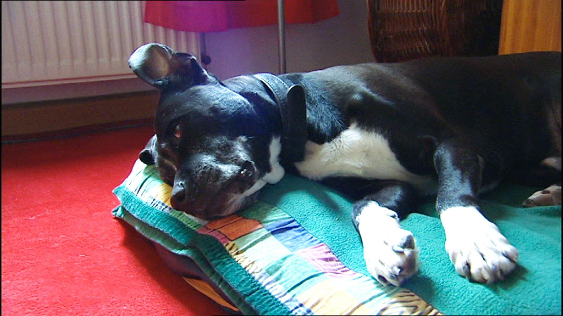 Rettung aus der Hundehölle