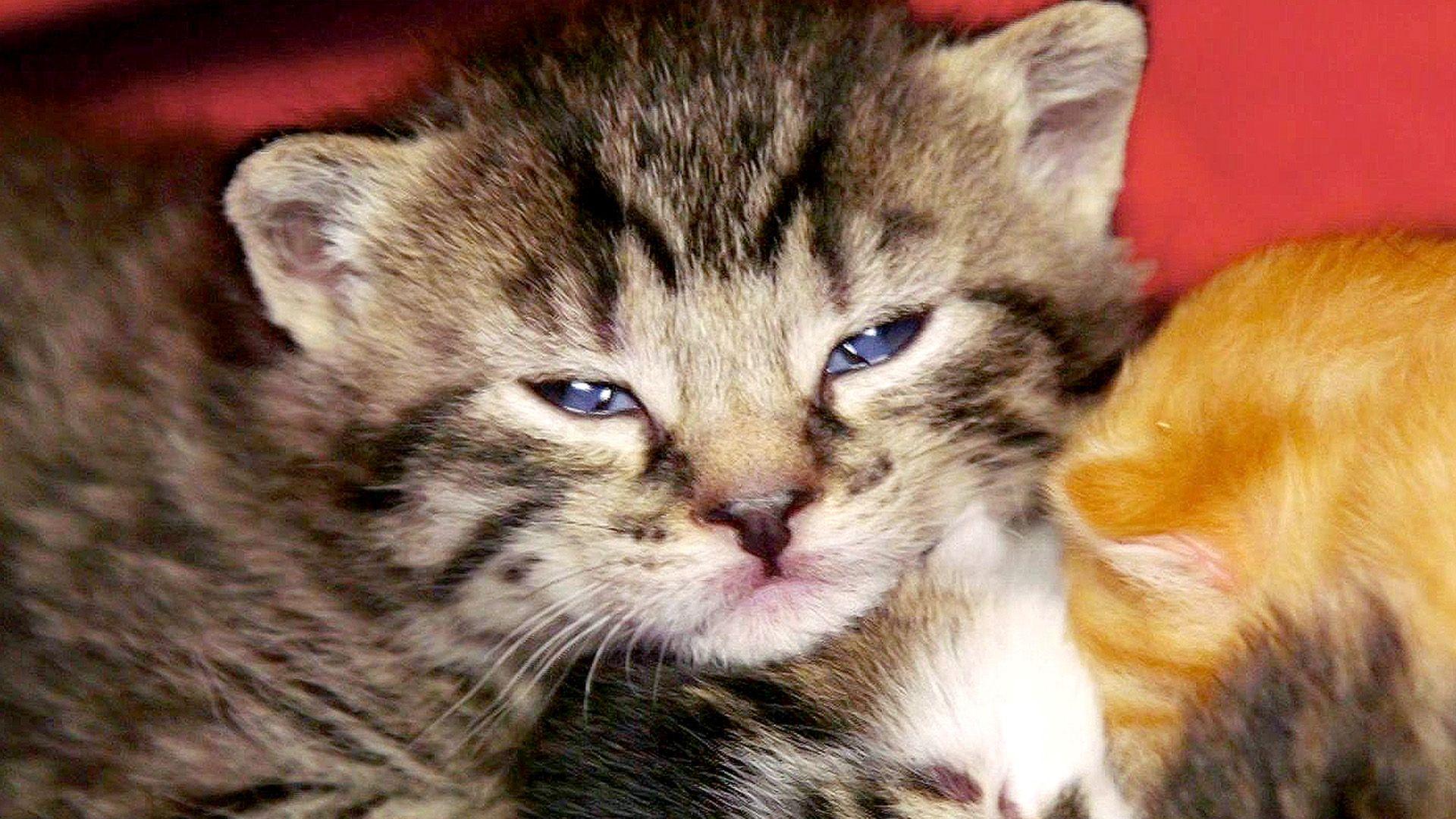 Thema heute u.a.: Rettung für Katzenkinder