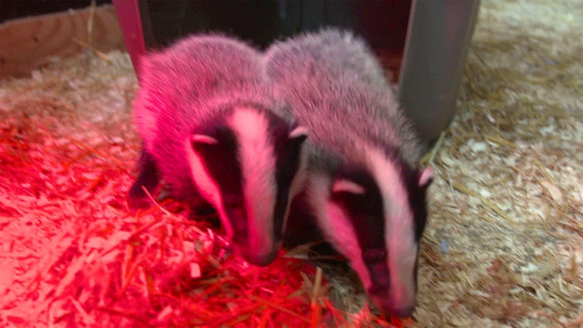 Dachsbabys im Wildpark Schwarze Berge