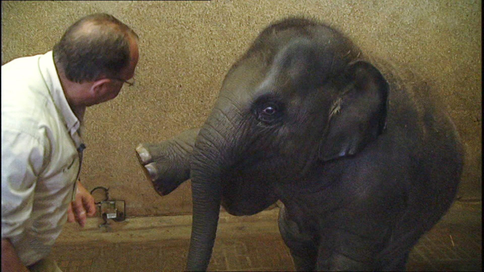 Beautybehandlung für Dickhäuter