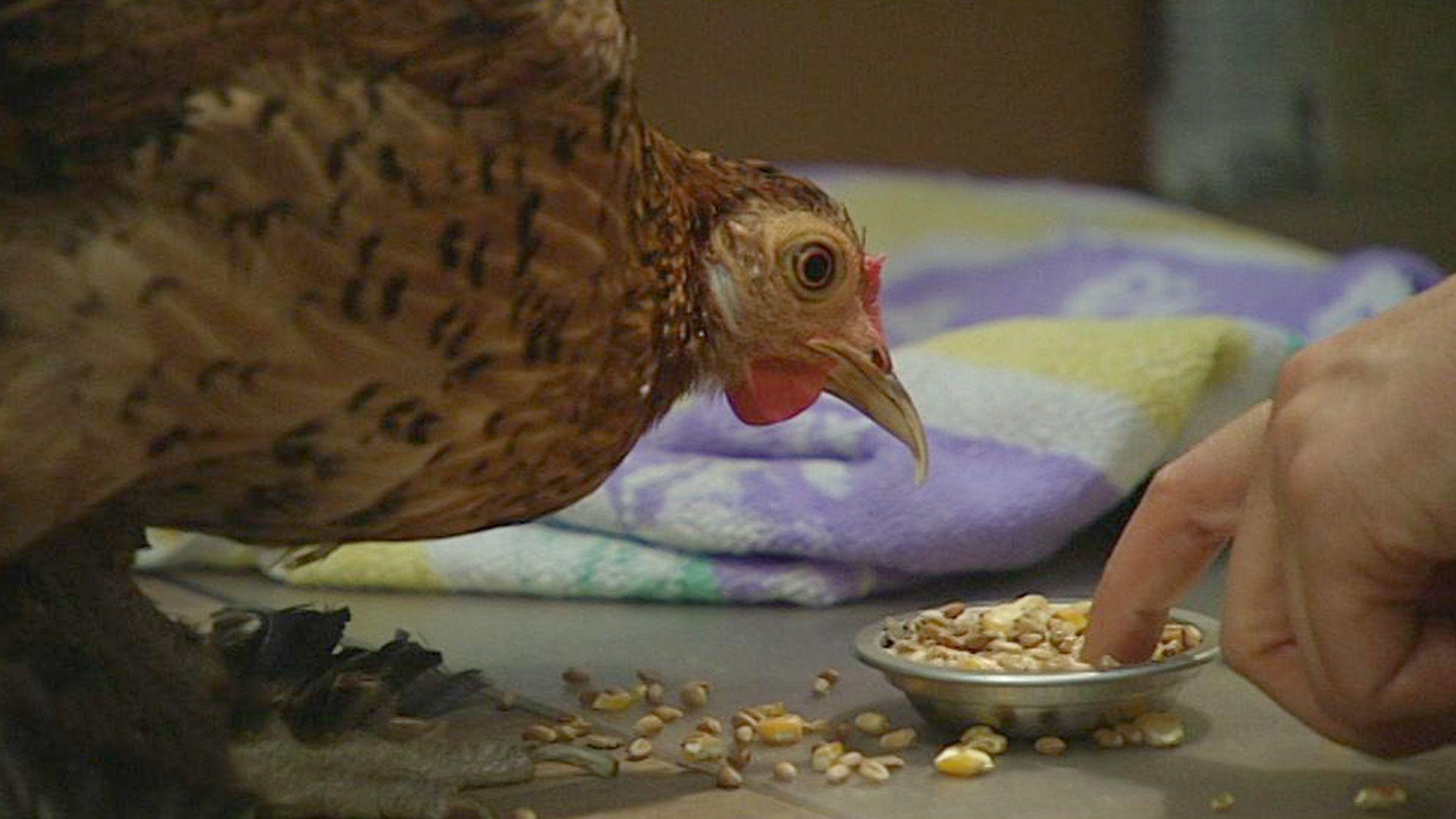Verrücktes Huhn