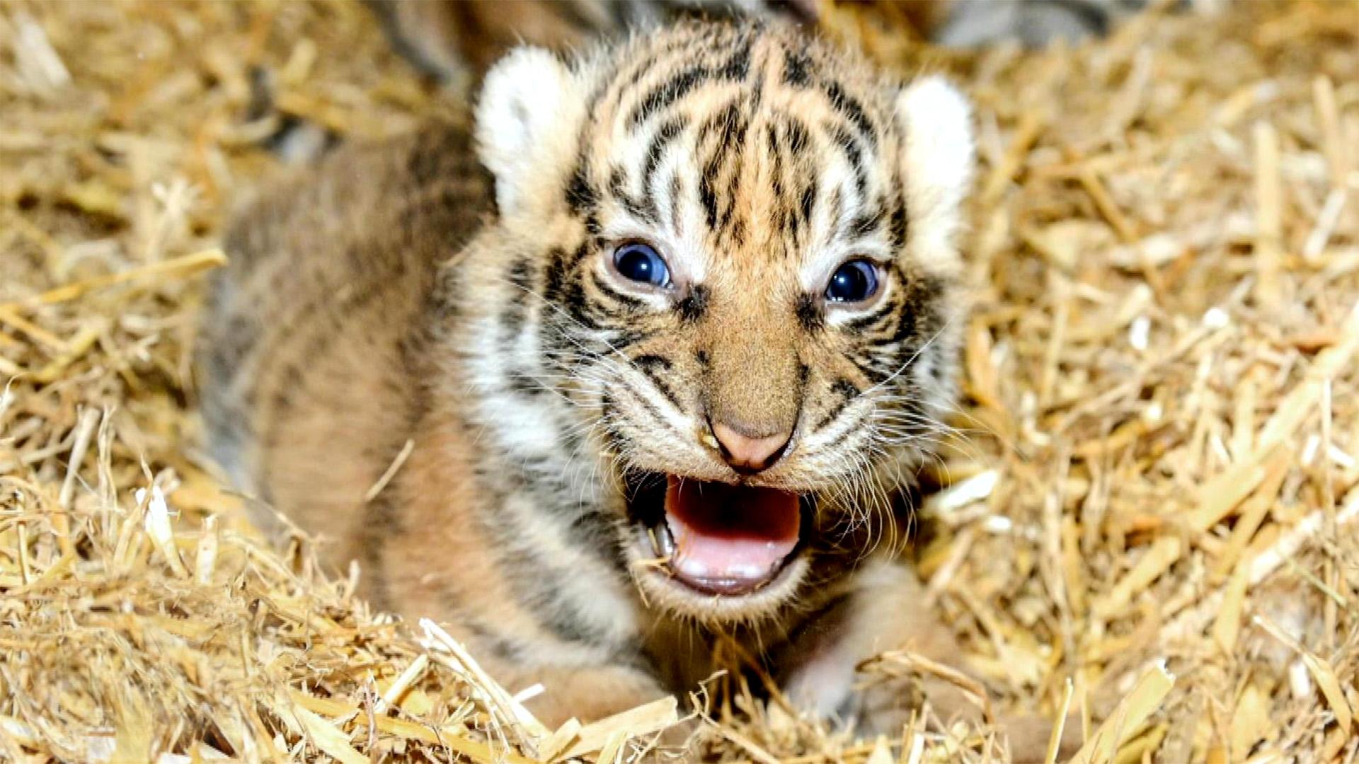Thema heute u.a.: Tigerbabys in Berlin