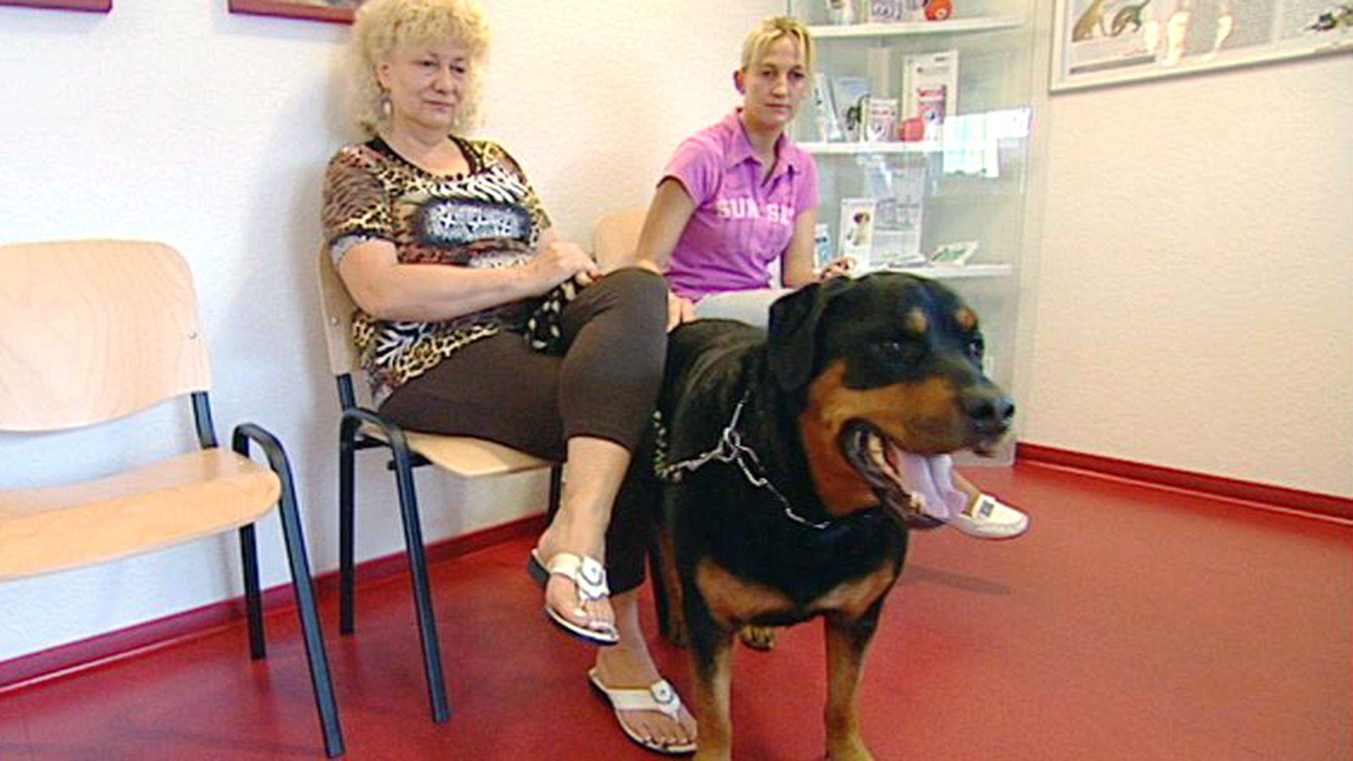 Verzweifeltes Frauchen