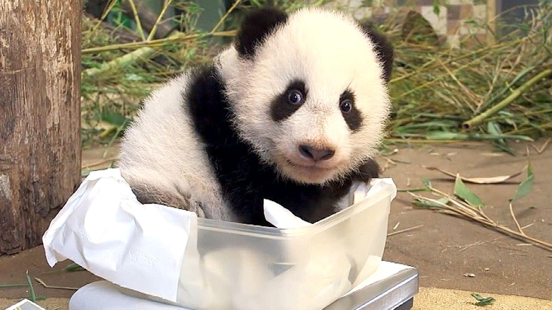 Thema heute u.a.: Das doppelte Pandabärchen
