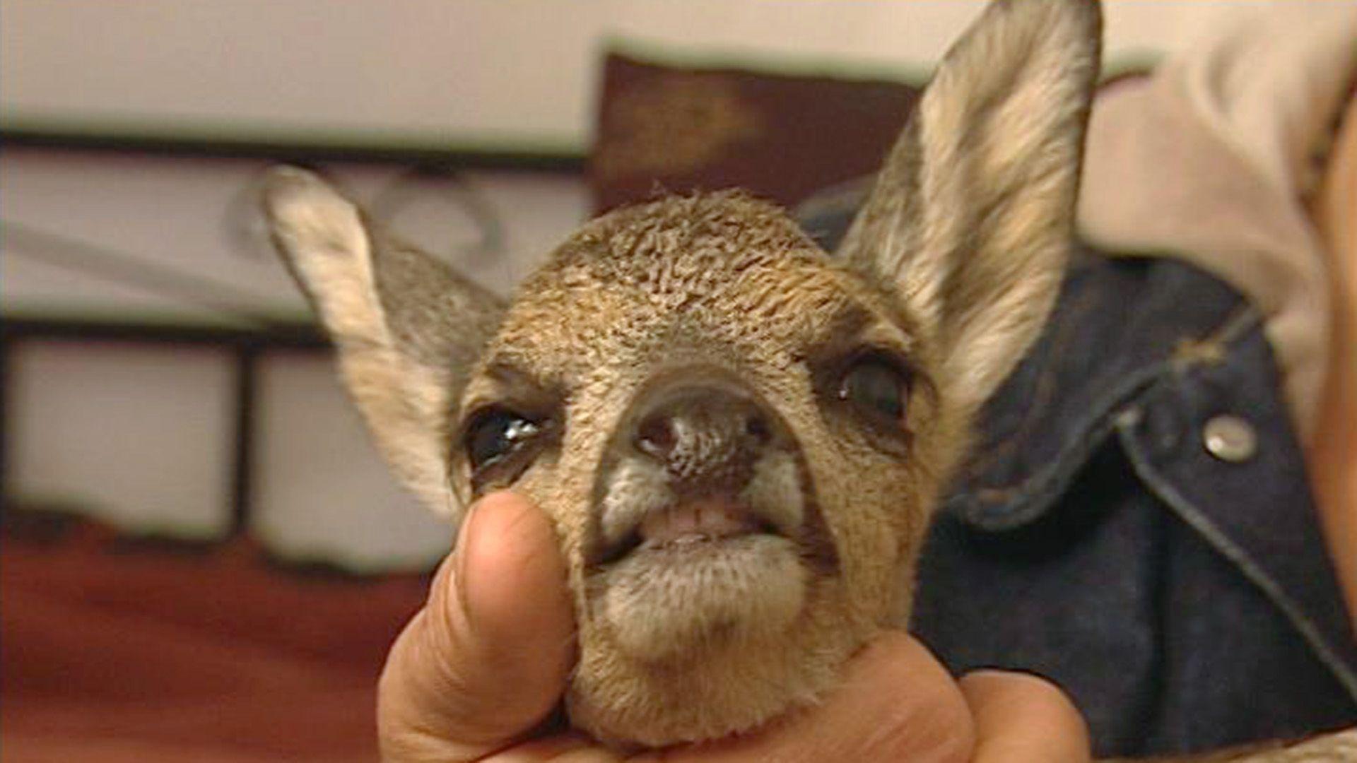 Bambi im Schlafzimmer