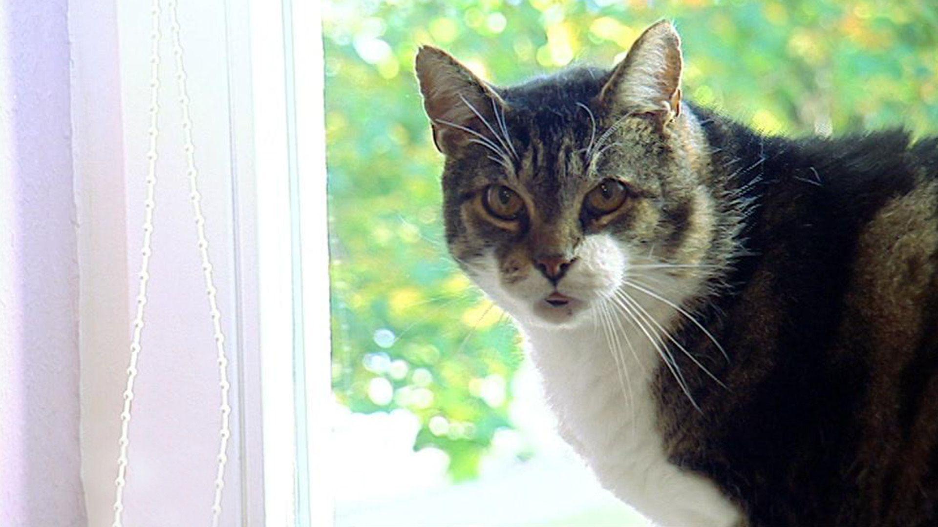 Fang die Katz!