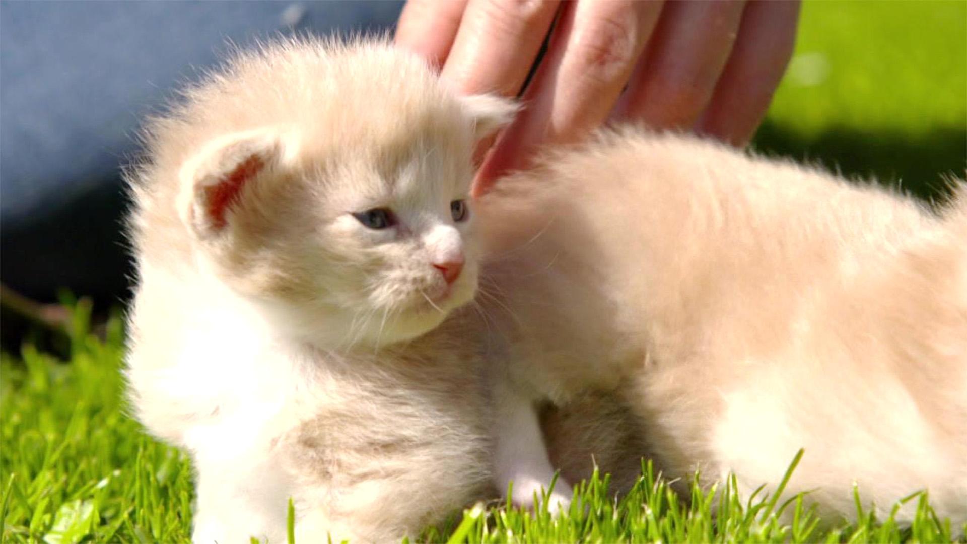 Thema u.a.: Katzenkinder auf dem Pferdehof