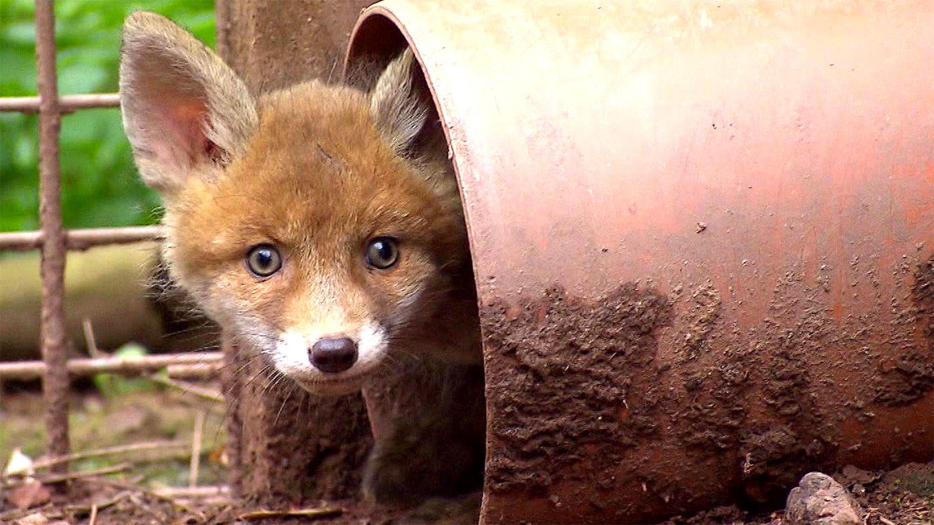 Mobbing unter Fuchs-Geschwistern