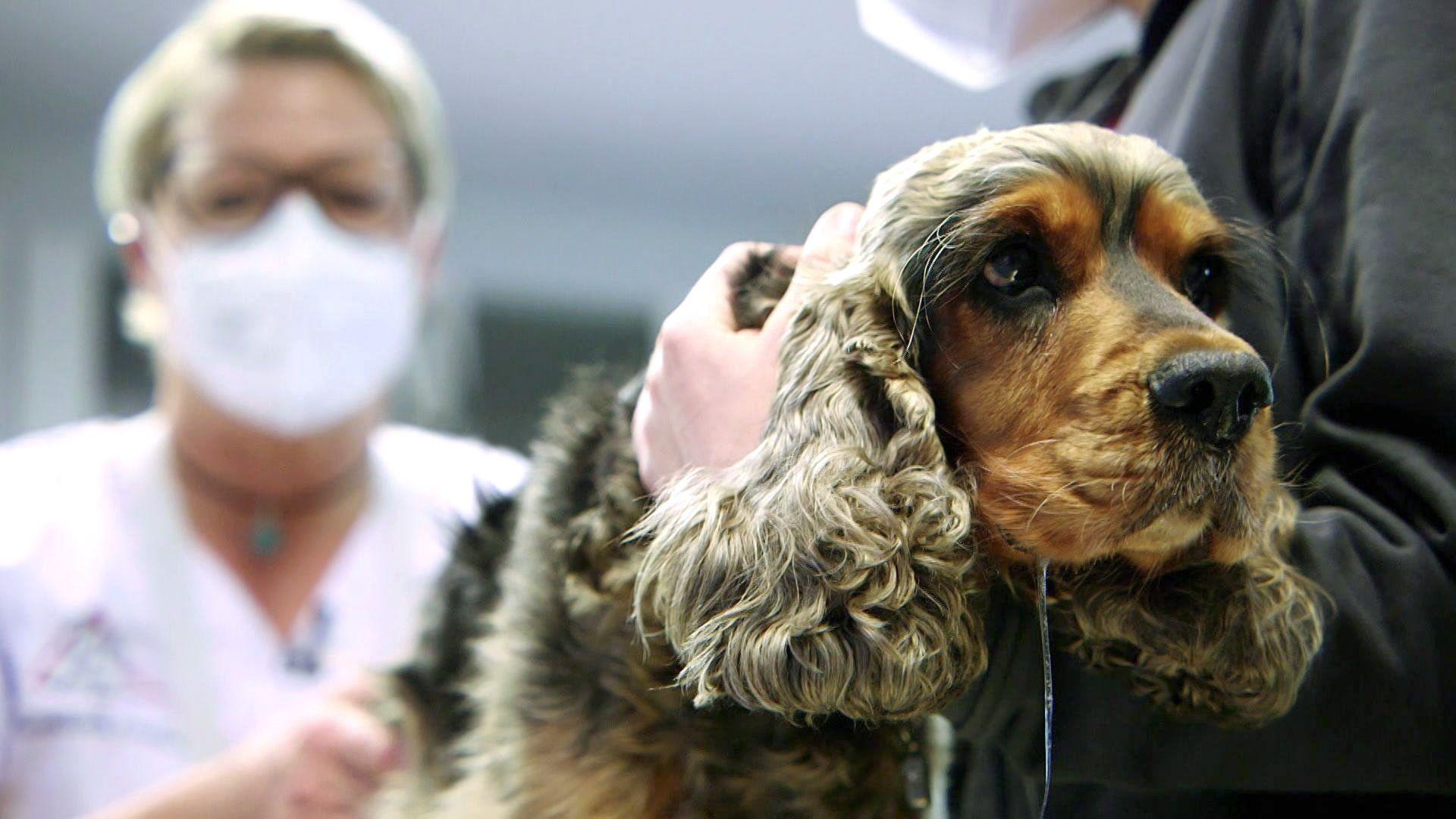 Ein bauchschmerzgeplagter Cocker Spaniel