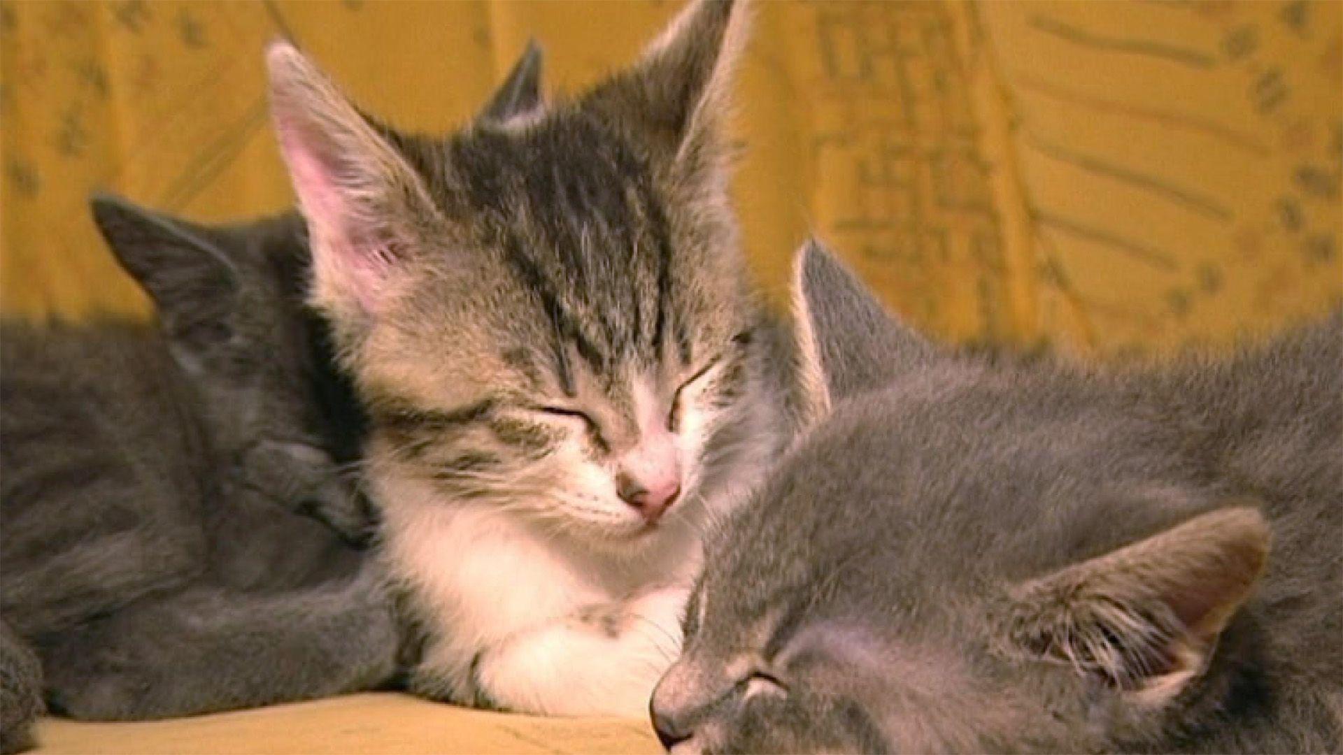 Hundemama für Katzenbabys