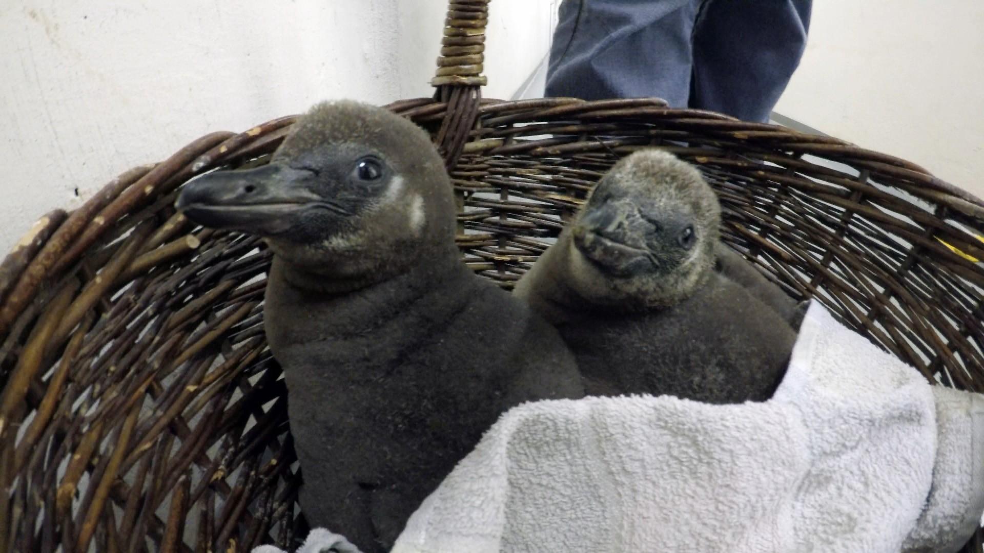Neues aus dem Pinguinkindergarten