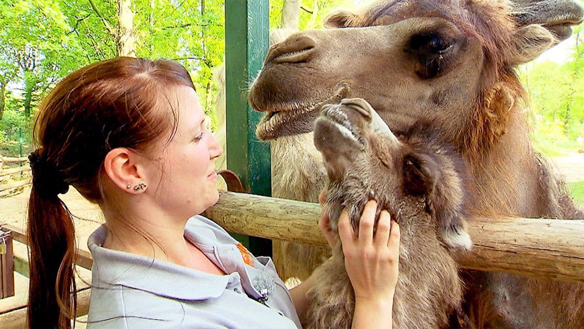 Trampeltier "Heinrich" trinkt täglich fünf Liter Milch