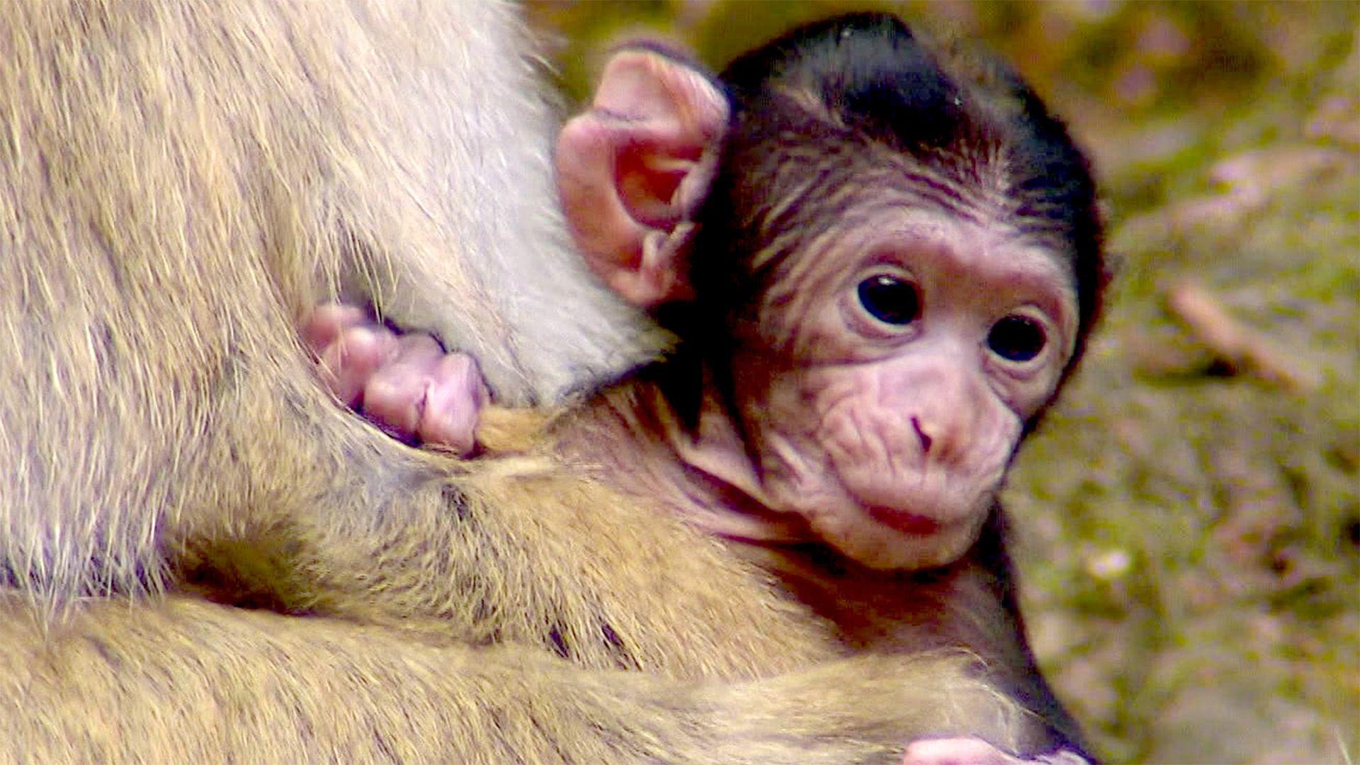 Stets bei allem dabei: Berberaffenbabies und ihre Mütter