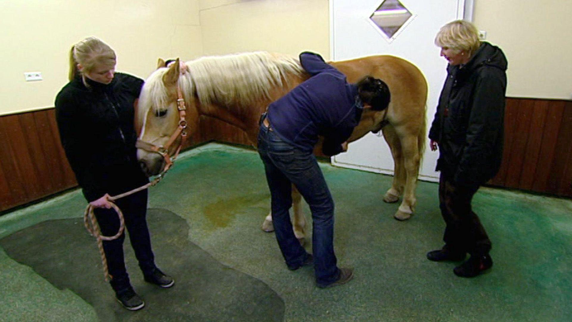 Haflingerhengst "Winnetou"