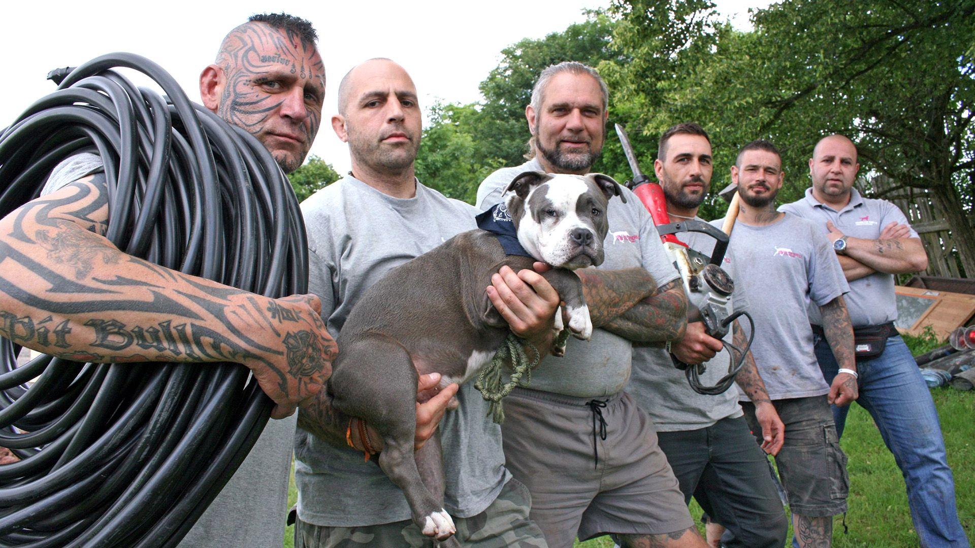Schlittenhunde in Not