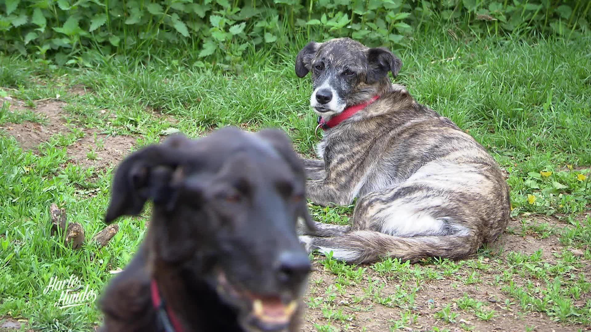 Ein Spielplatz für Rollstuhl-Hunde