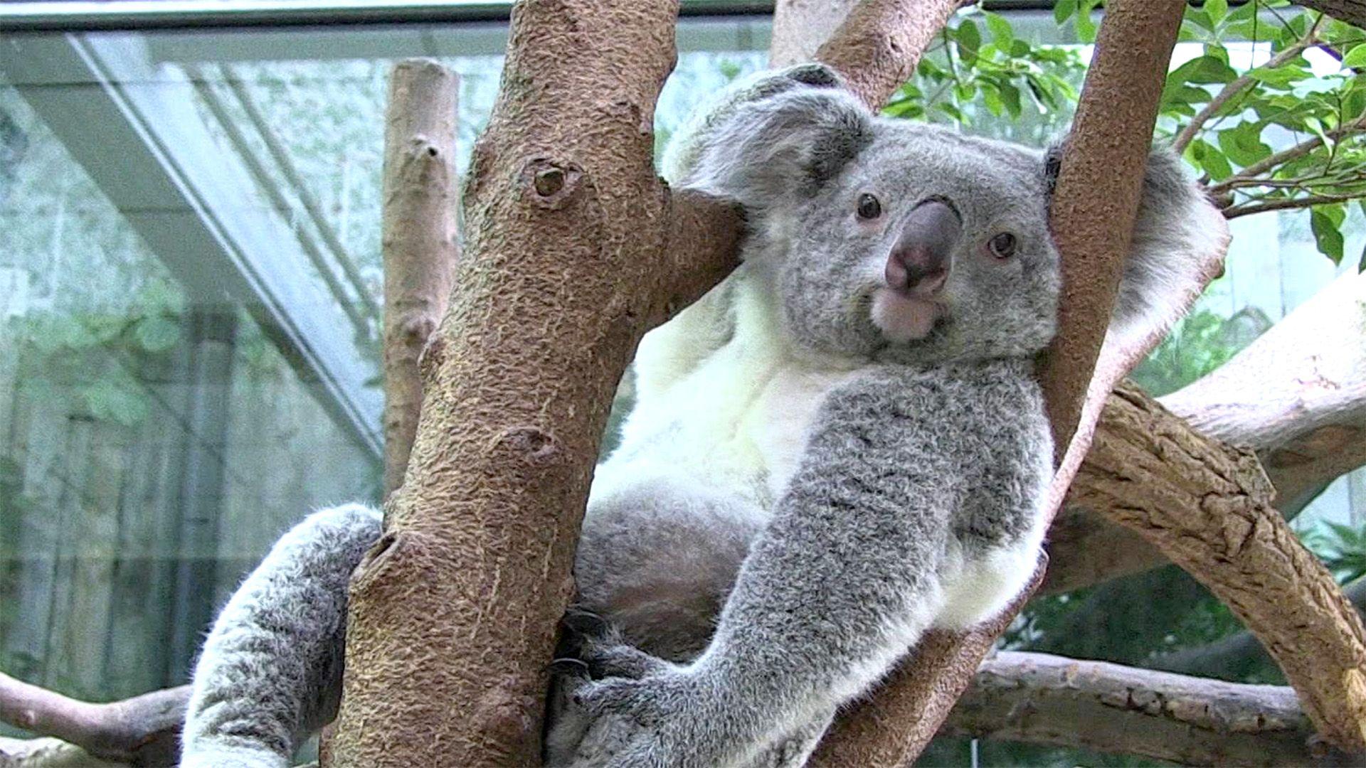 Thema heute u.a.: Nachwuchs bei den Koalas