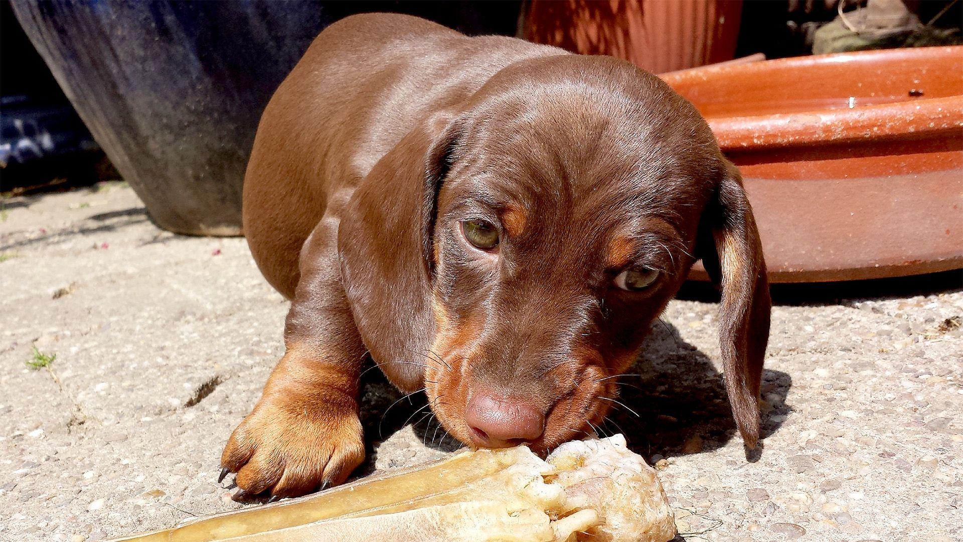 Auf dem Münsterhof vertragen sich Hunde und Katzen