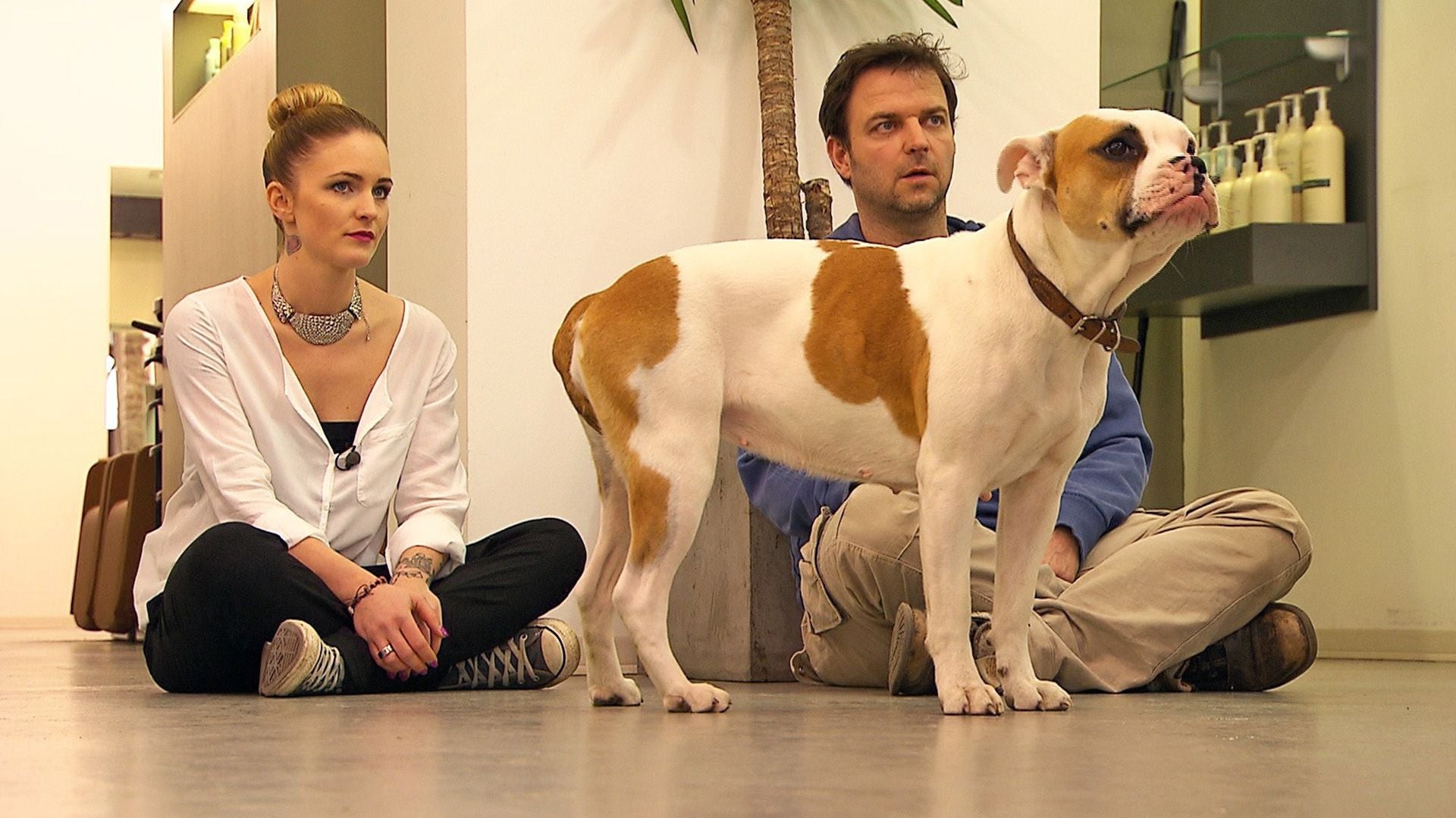 Westhighland-Terrier "Sam" / Bulldogge "Fine"