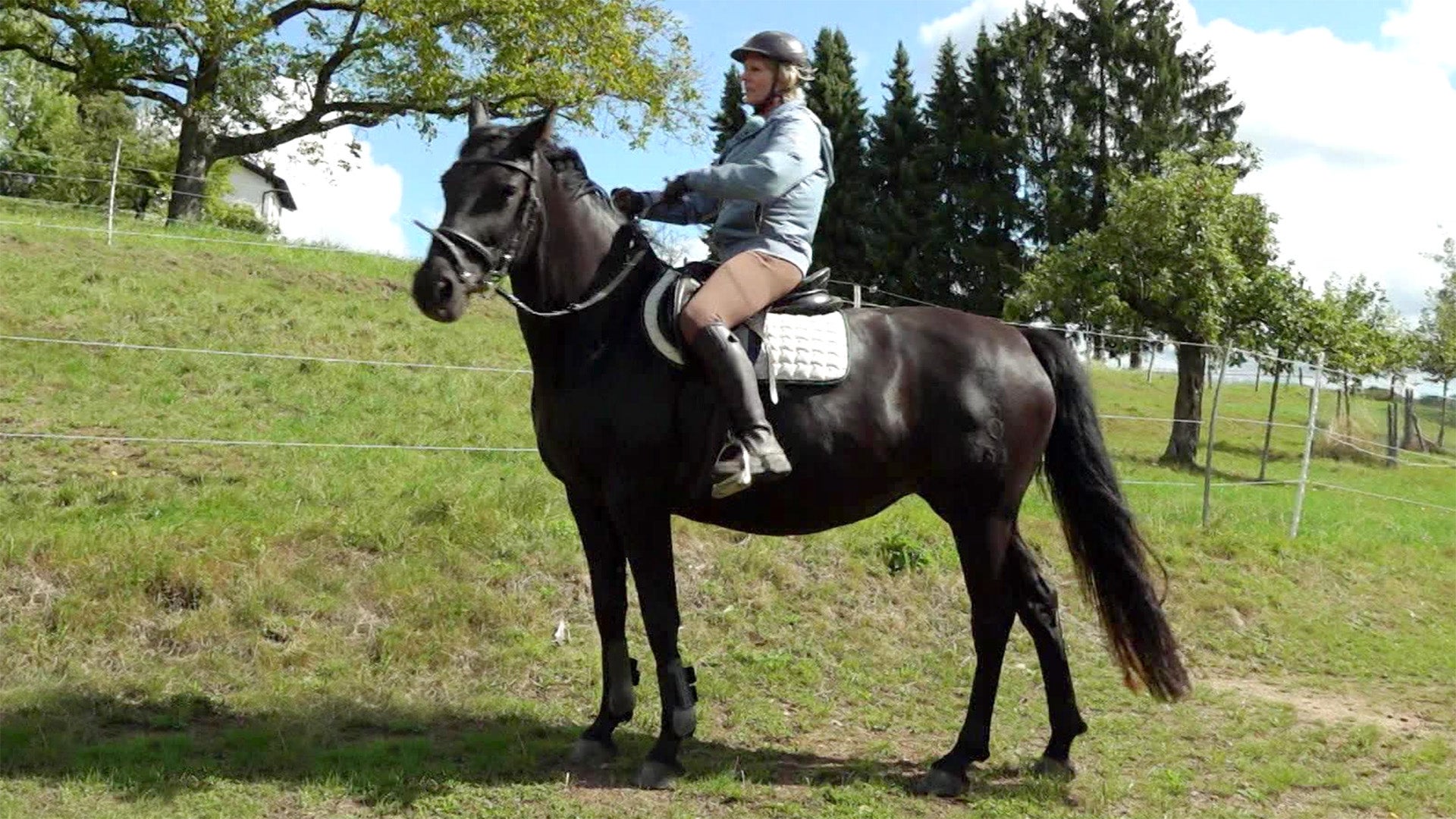 Stute Falisha verweigert sich