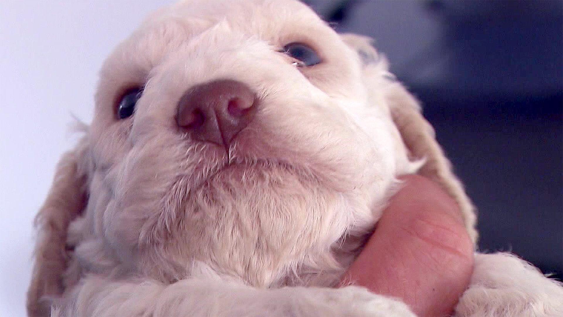Hundegeburt auf Italienisch: Lagotto Romagnolo-Welpen