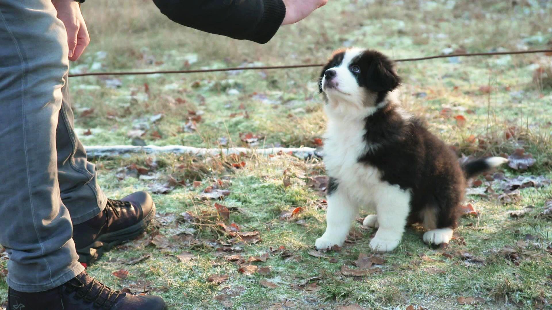 Katzenjammer bei den Welpen!