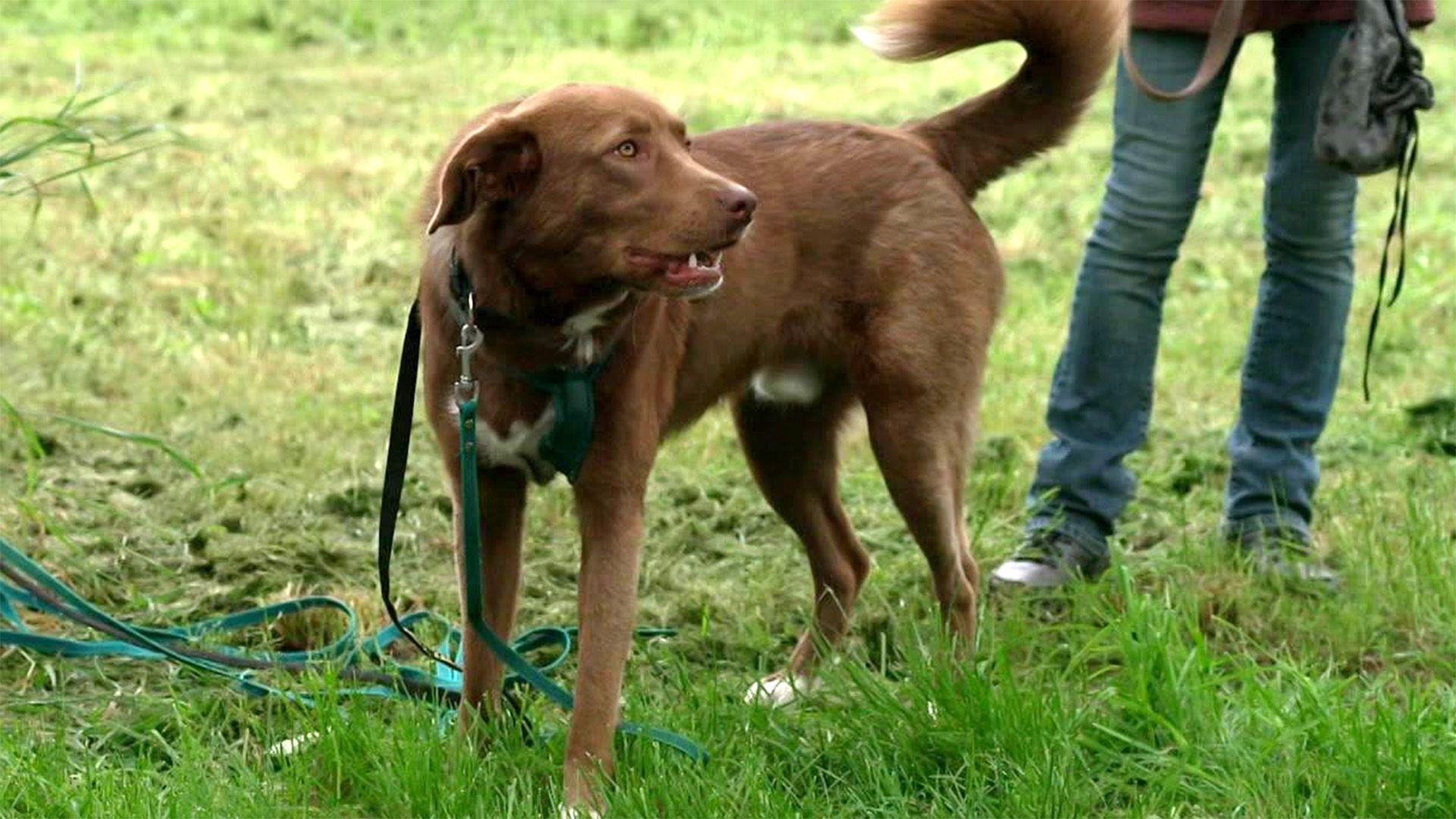 Labrador-Mix Aleksi geht drinnen und draußen steil.