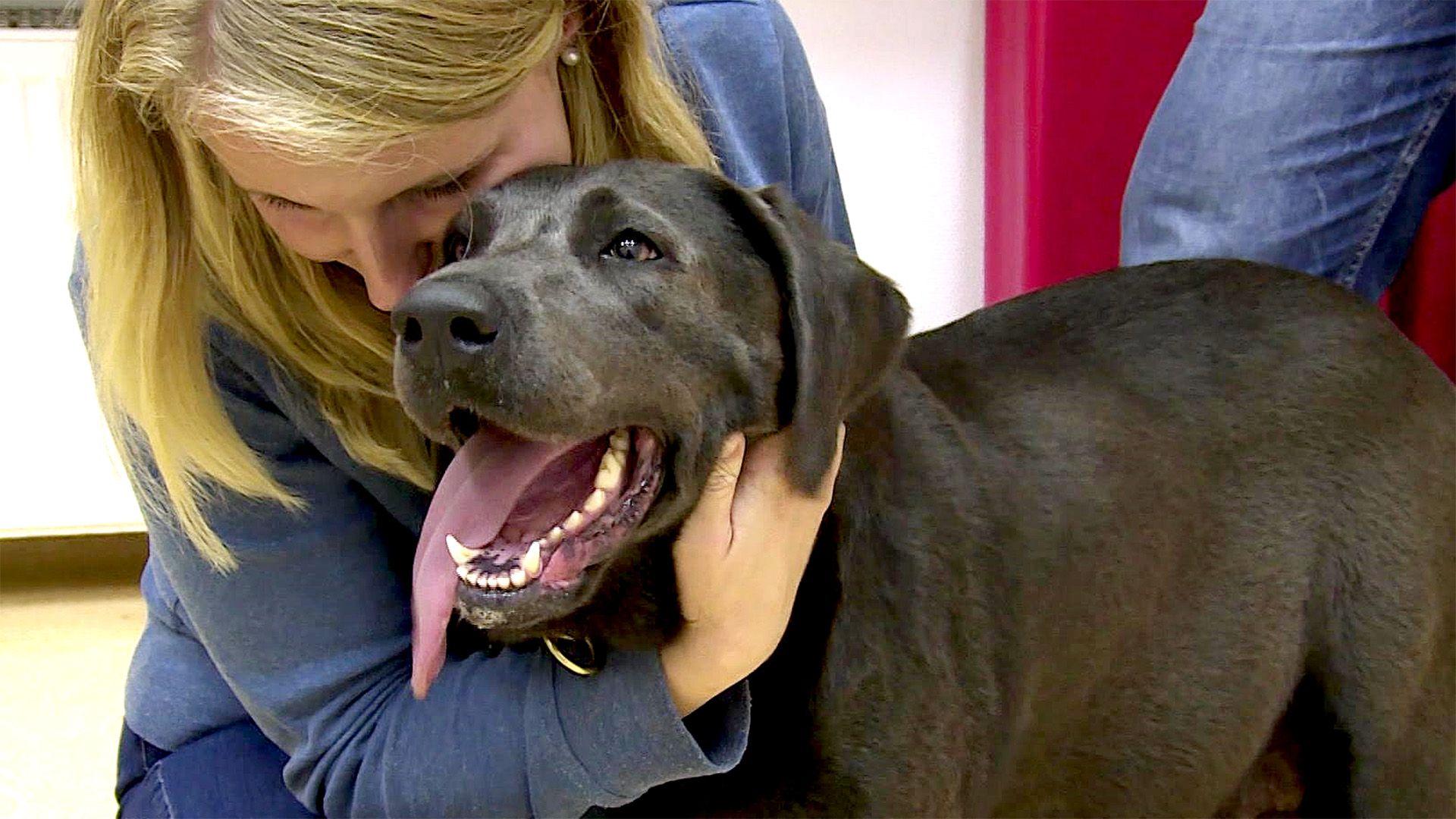 Nachwuchs bei Labradorhündin Klara