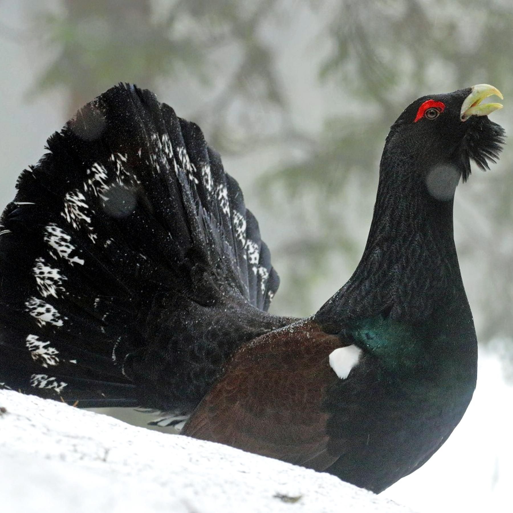Kampf um Rumäniens Urwälder - Warum Europas letzte Wildnis in Gefahr ist