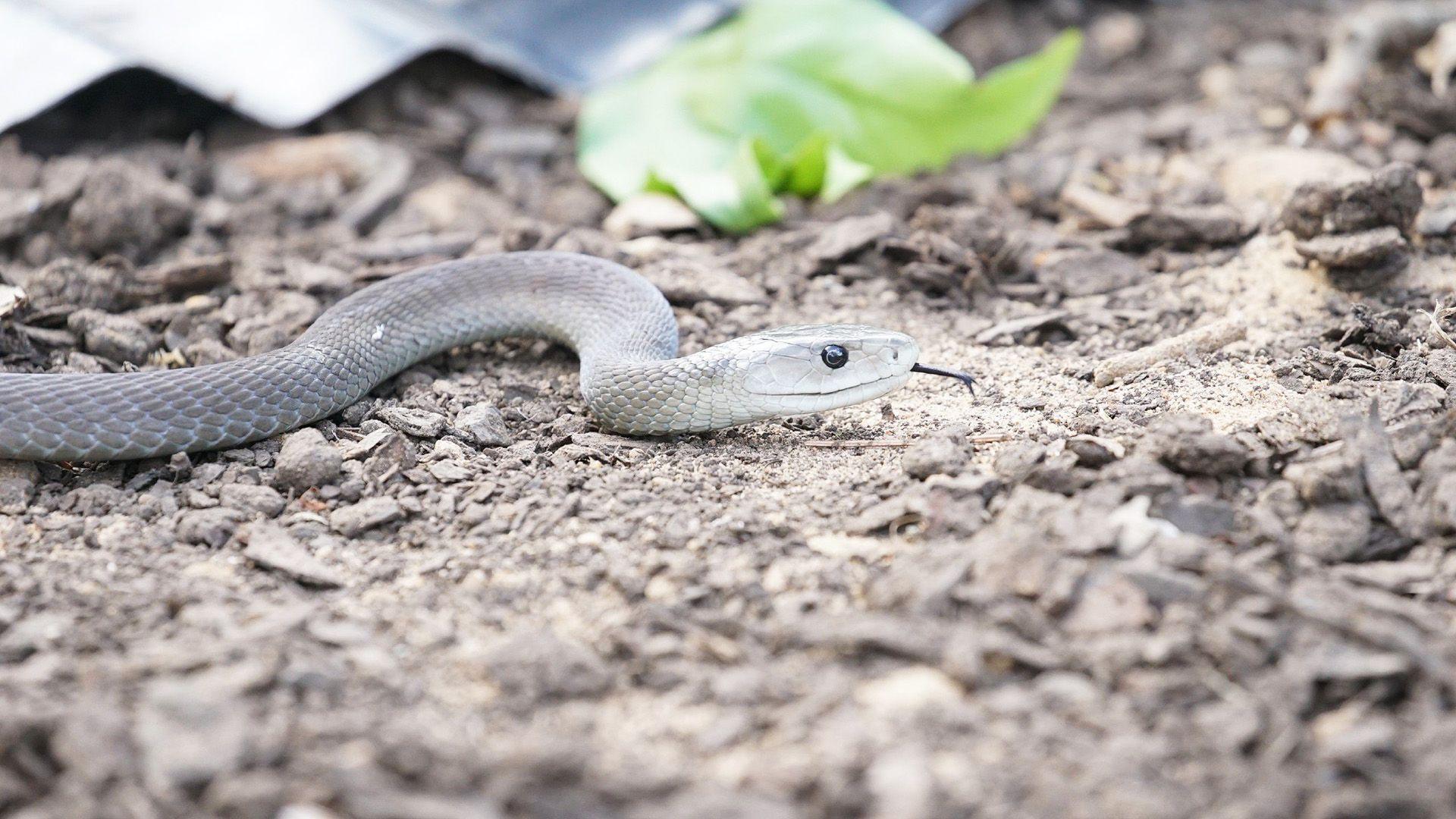 Mamba