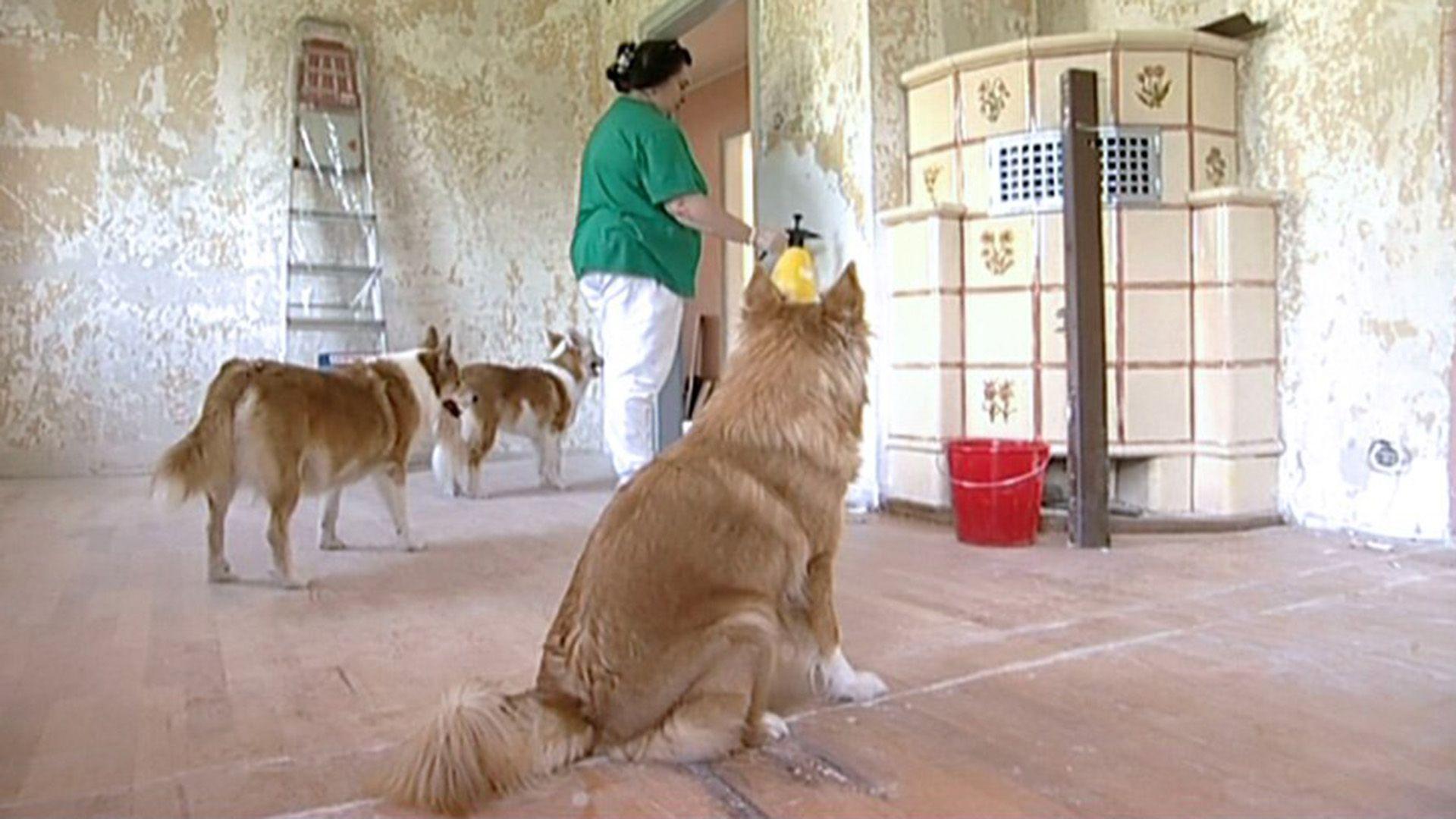 Bauernhaus wird Hundezucht