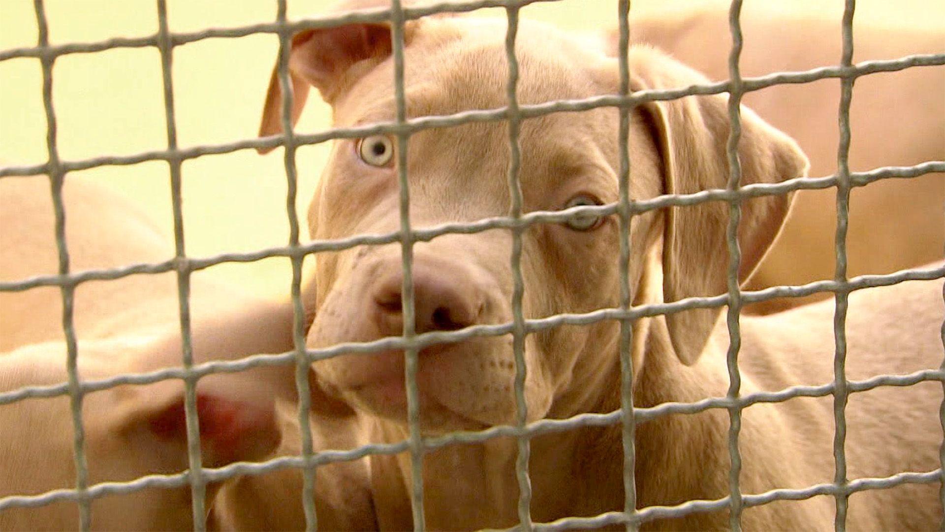 Heute: Ausnahmezustand im Tierheim Freital