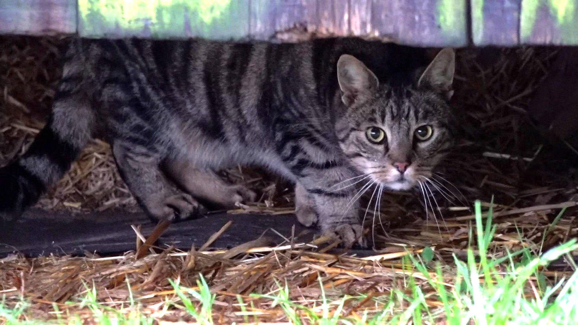 Allein unter Katzen