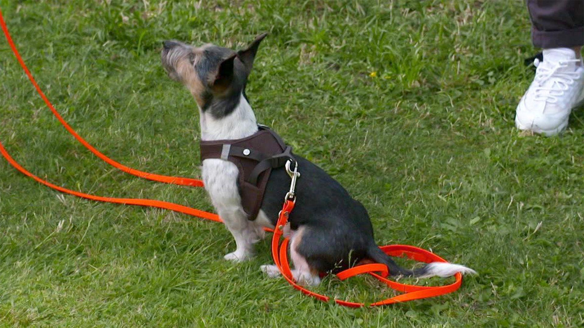 Hündin Elsa ist im Pöbeln gegen andere Hunde ganz groß.