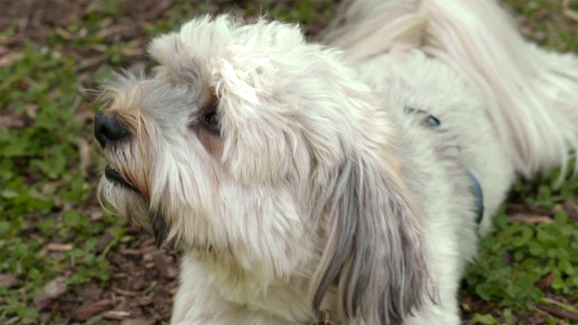 Havaneser Percy pöbelt bei Hundebegegnungen.