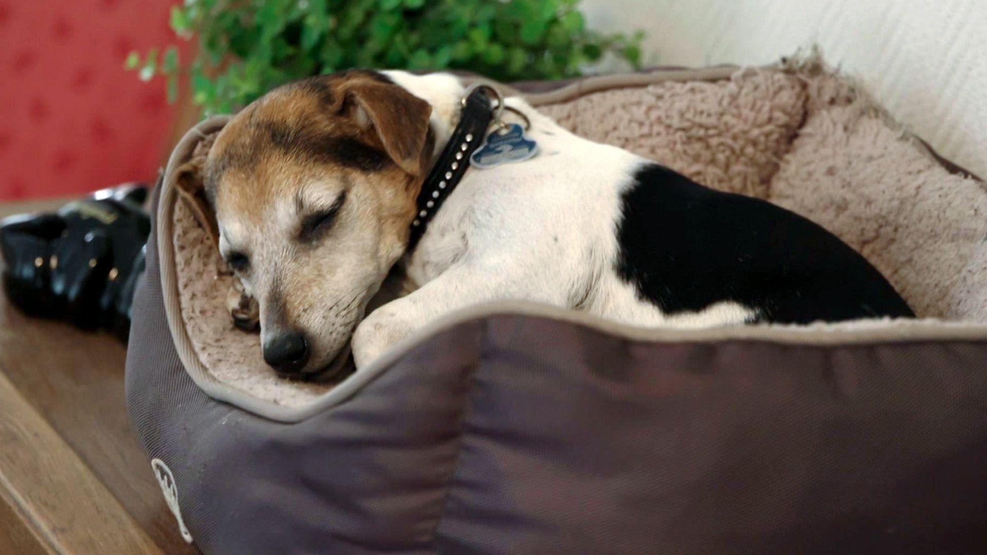 Wau! Die verrücktesten Hundetrends