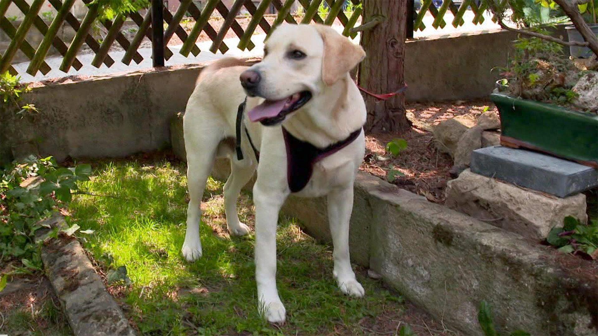 Labrador Louie ist verfressen und wenig wählerisch.