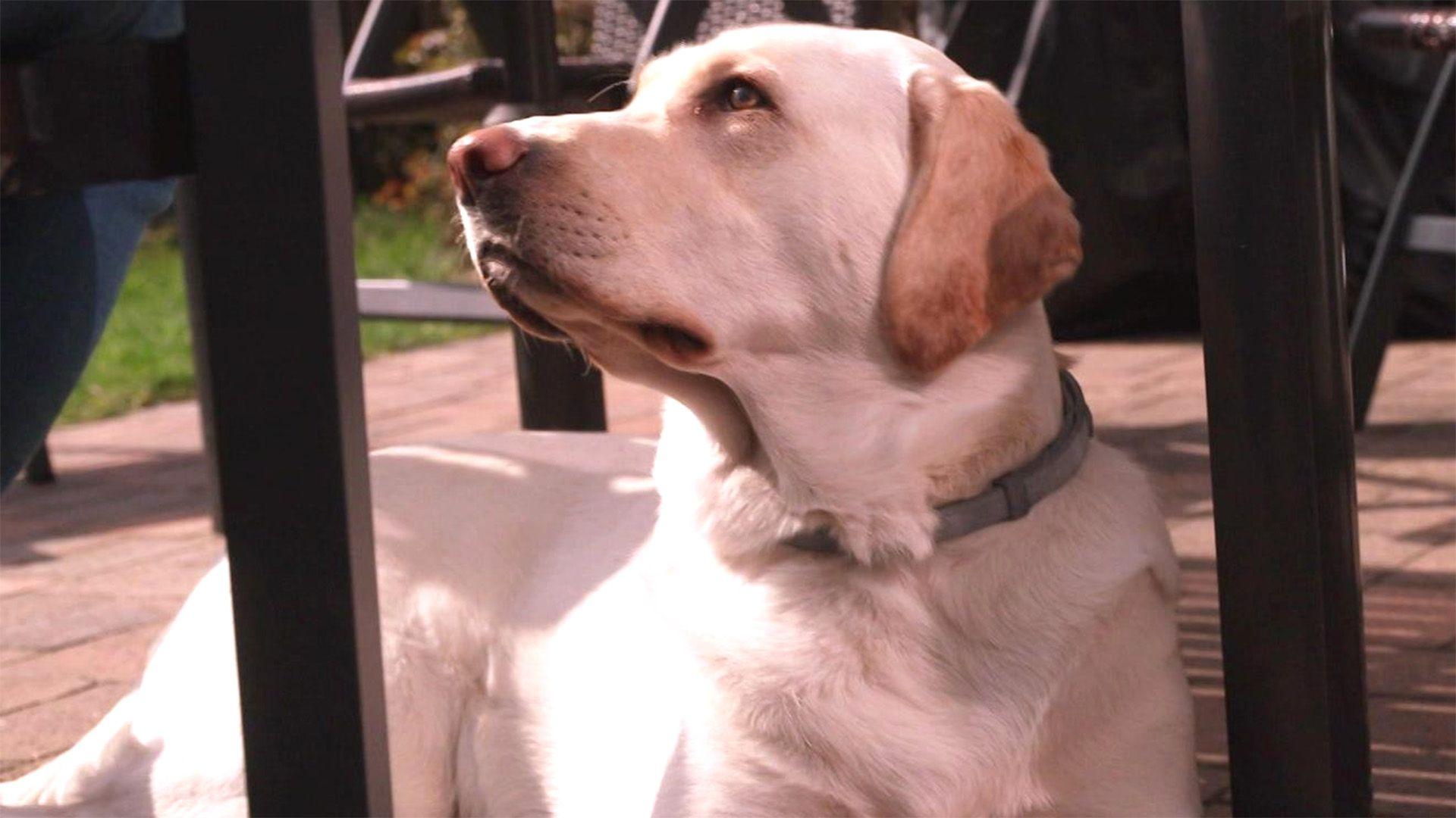 Labradorhündin Nala frisst gerne Kothaufen.