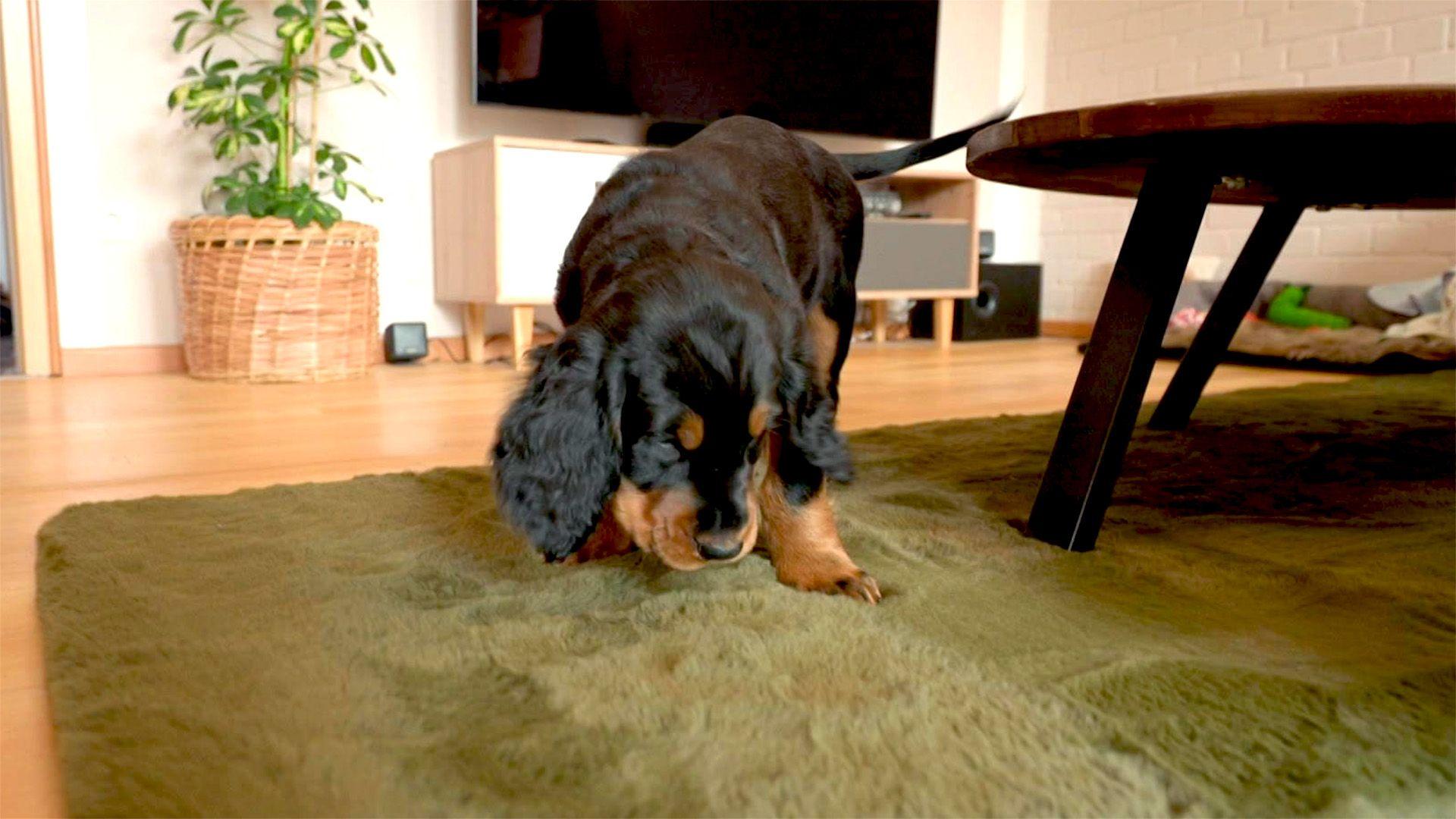 Drei Hunde, drei Herausforderungen