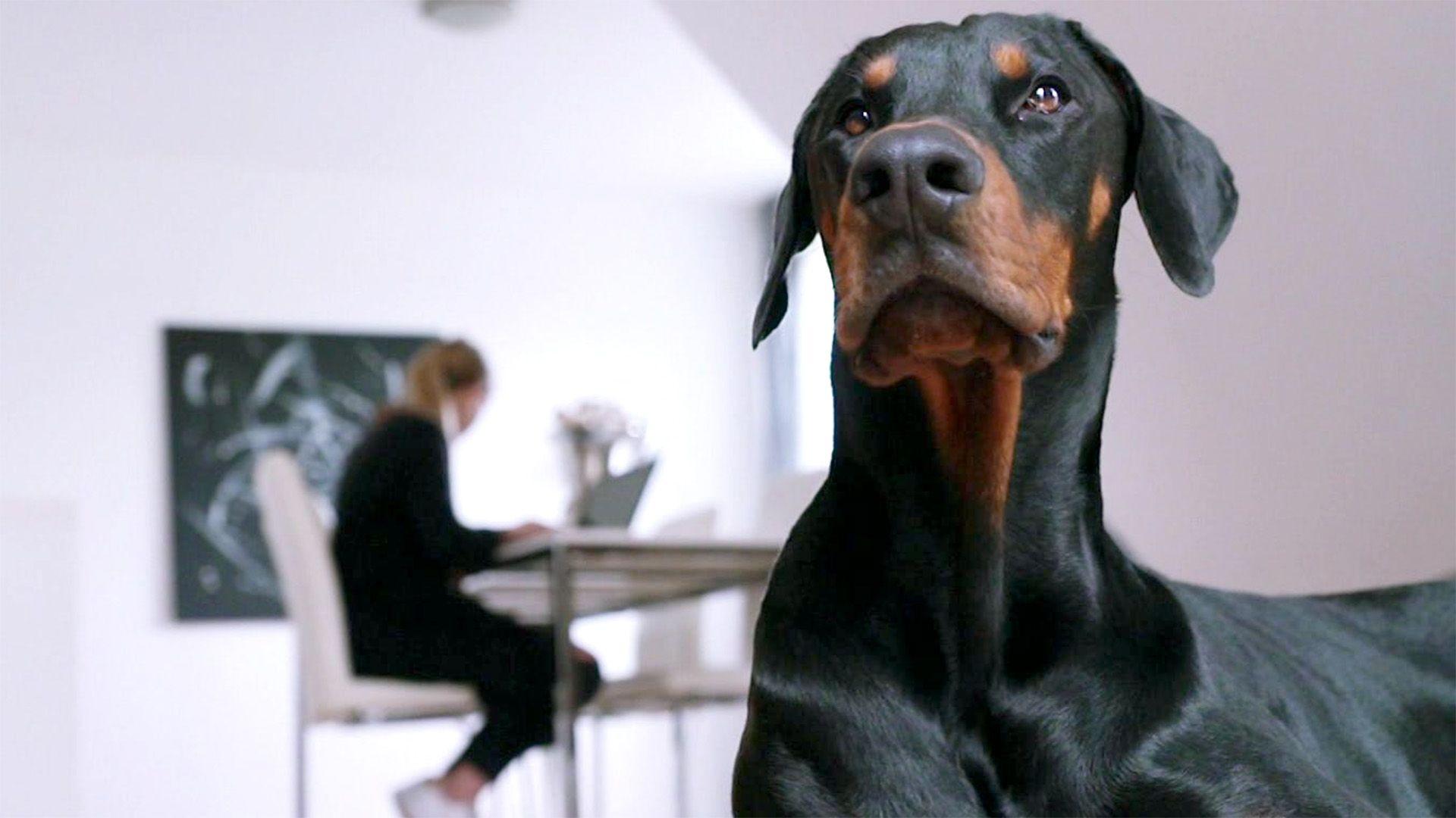 U. a. mit: Dobermann Akosch