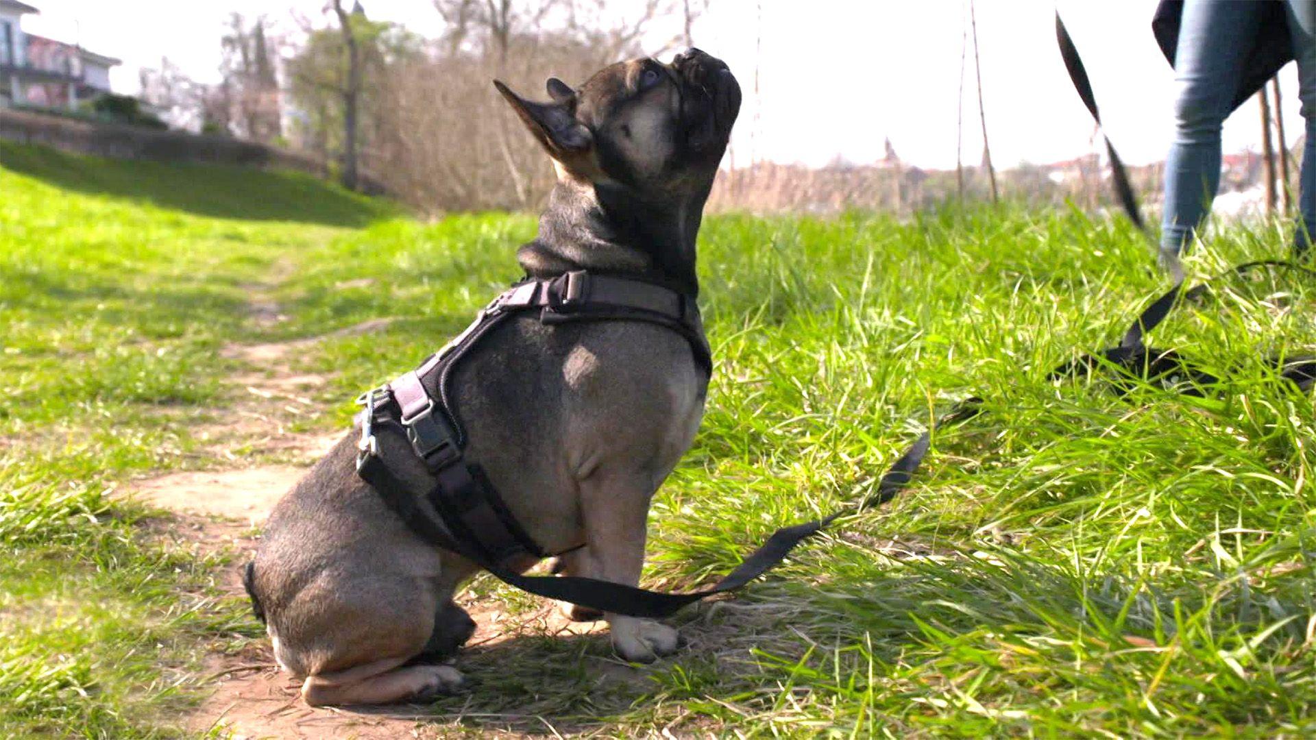 Louie hat ein arg ungestümes Temperament.