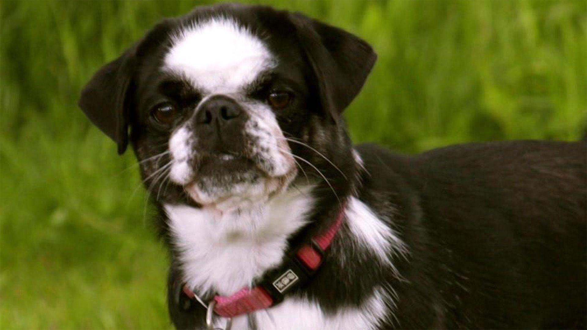 Die Mopsdame Nala frisst draußen alles.