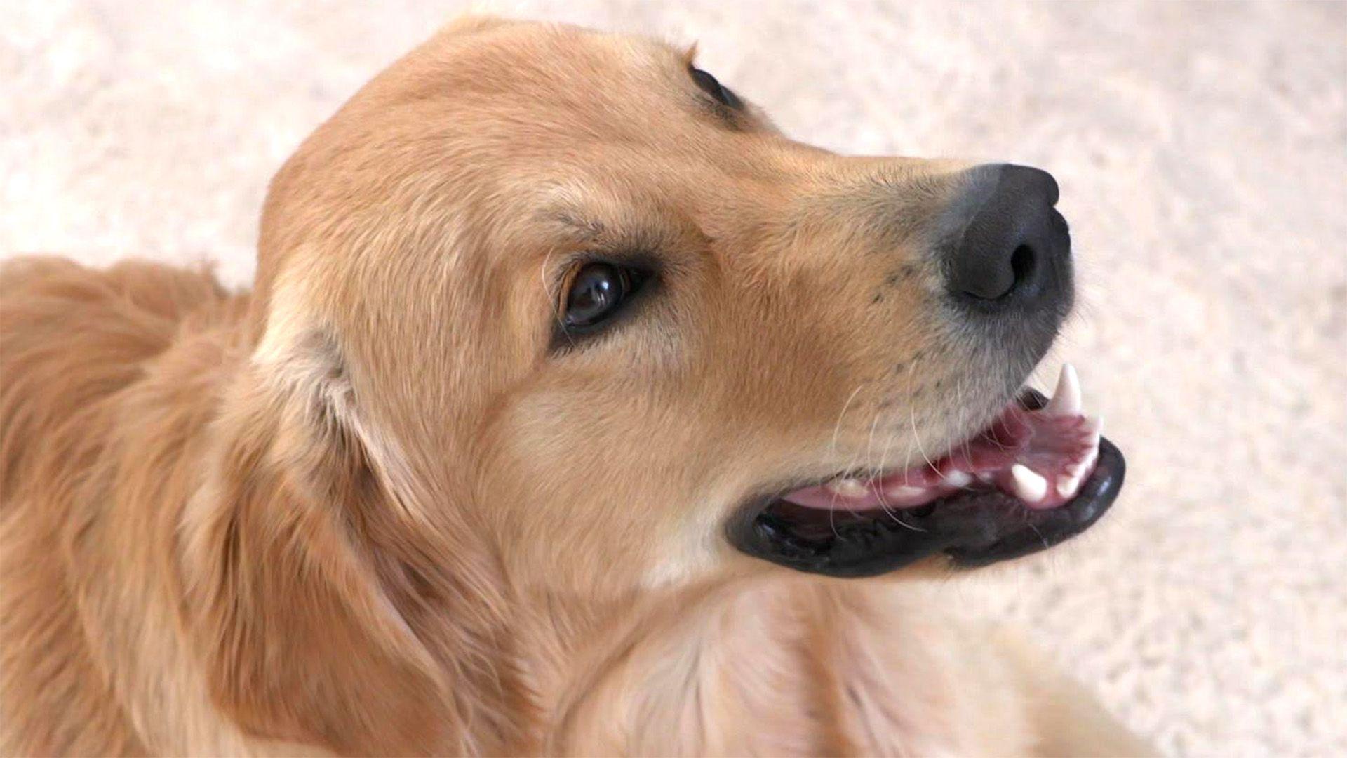 Ein Hund als Beziehungskiller